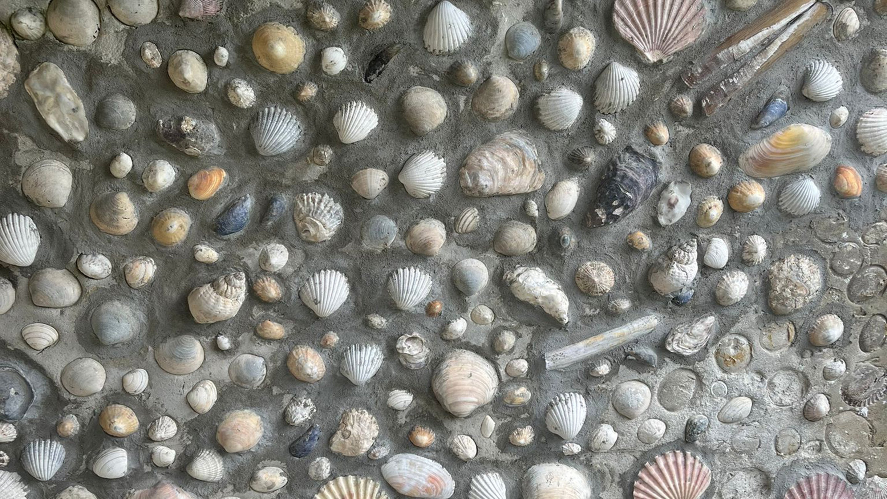 Close up of Shells on a wall at the Shell House at springhill, moneymore