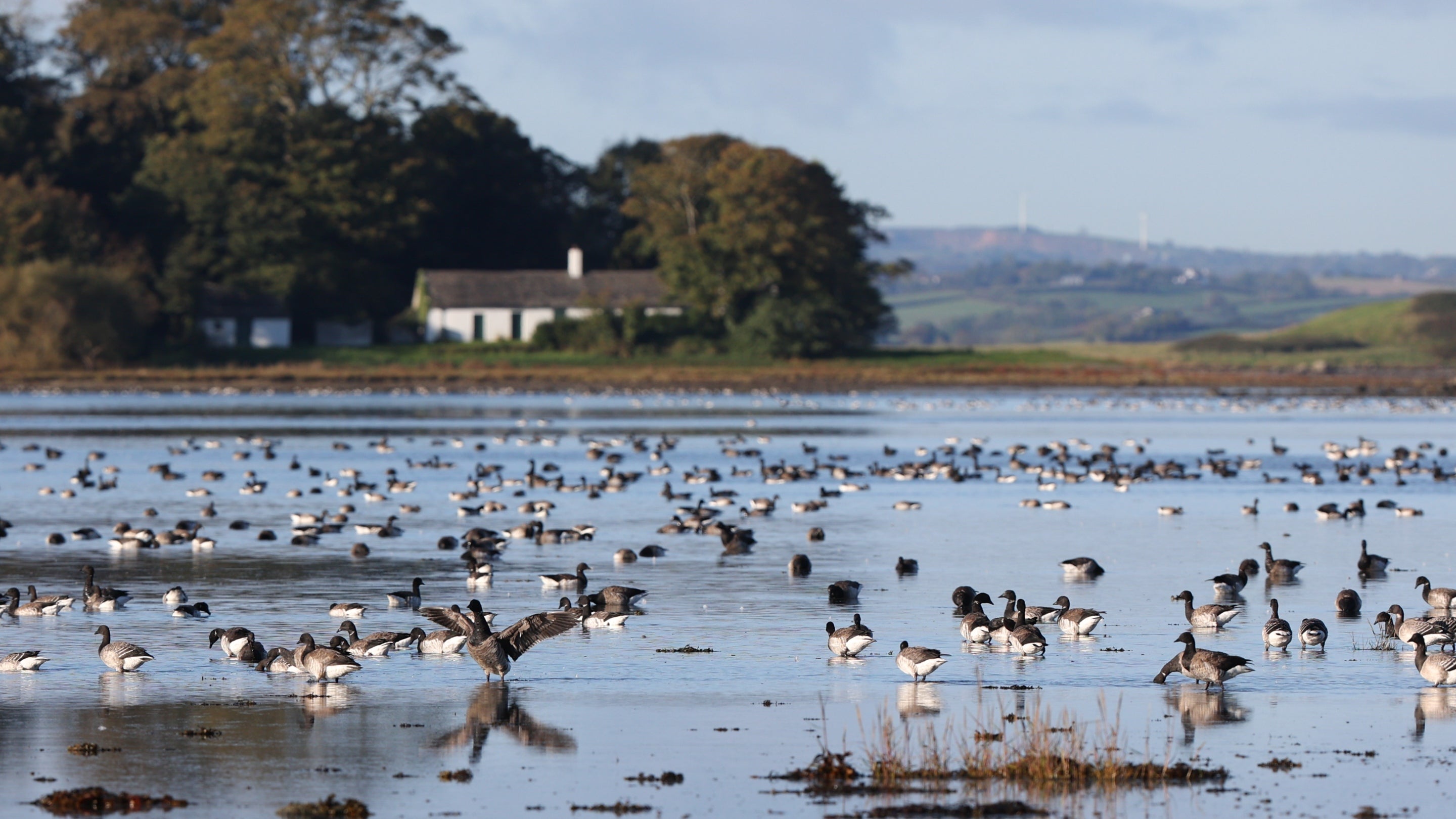 Light-bellied Brent Geese resting on Strangford Lough, County Down, Northern Ireland