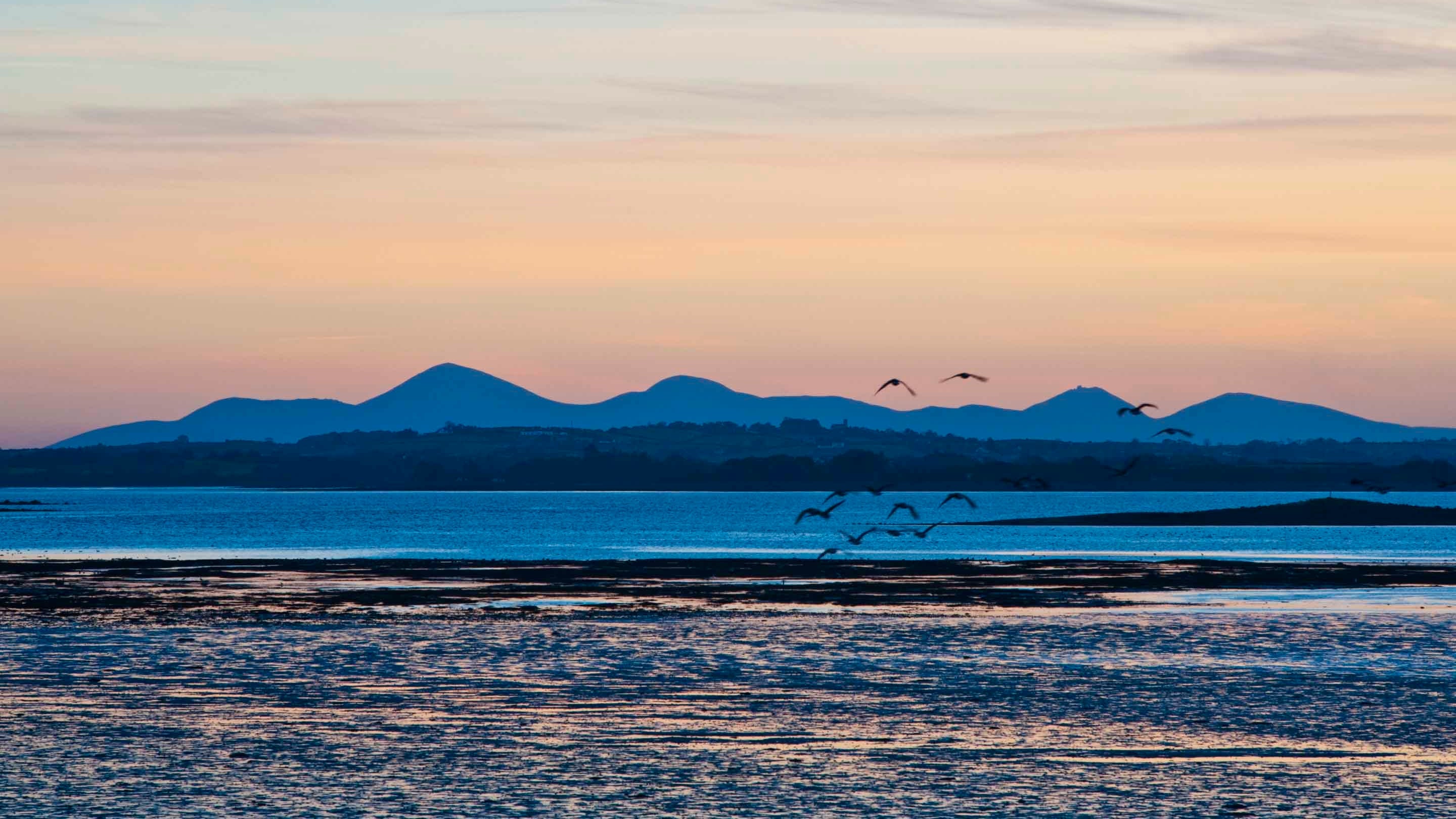The Mountains of Mourne seen from across Strangford Lough, County Down, with Canada geese on the tidal flats.