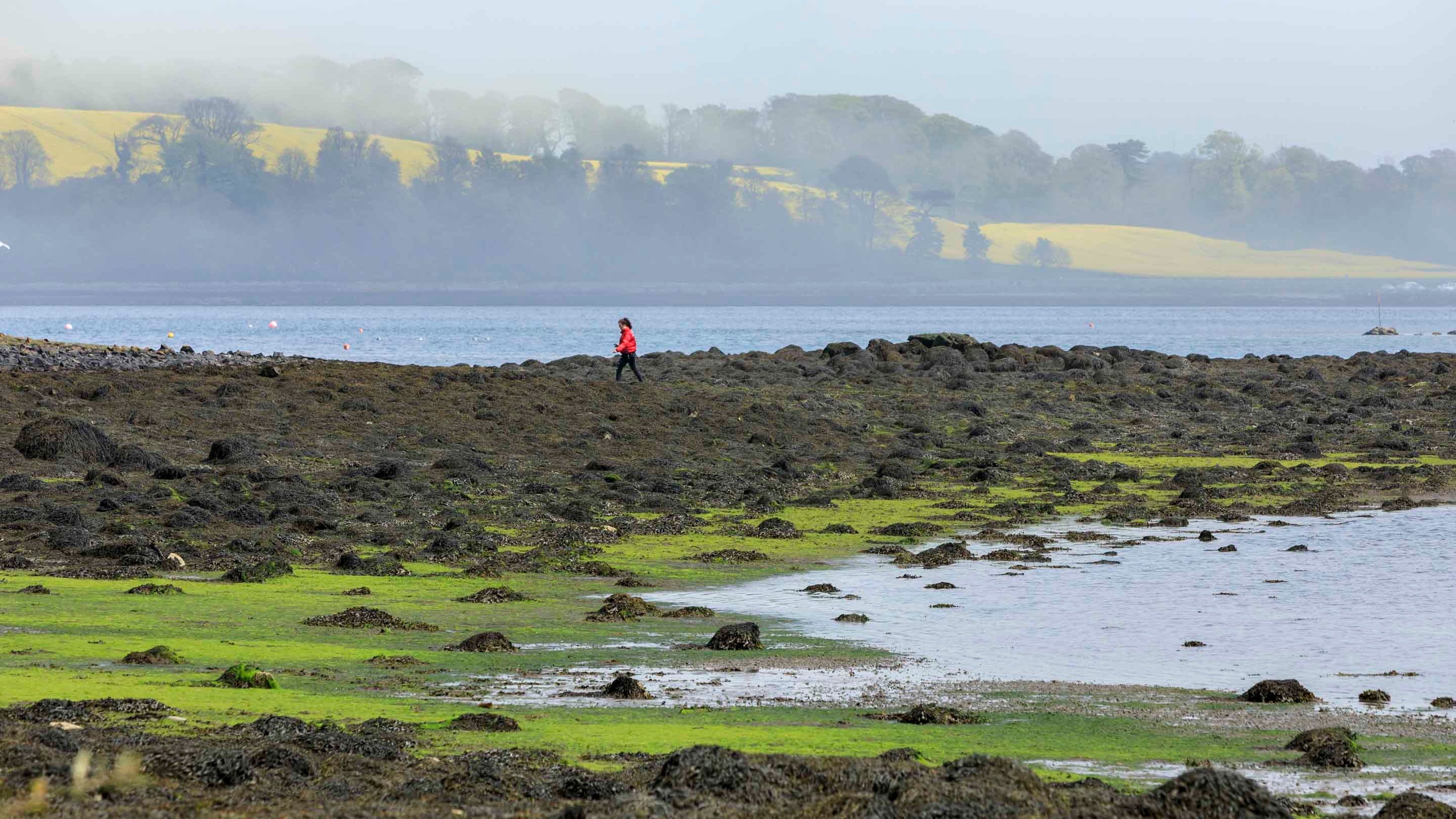 A visitor walking along the rocky, seaweed-covered foreshore of Strangford Lough, County Down, on a misty day, with rolling hills beyond.
