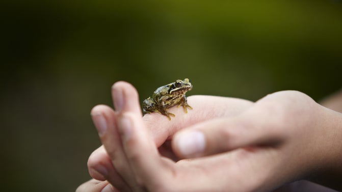 A close-up of the hands of a child holding a small brown frog in the garden at The Argory, County Armagh.