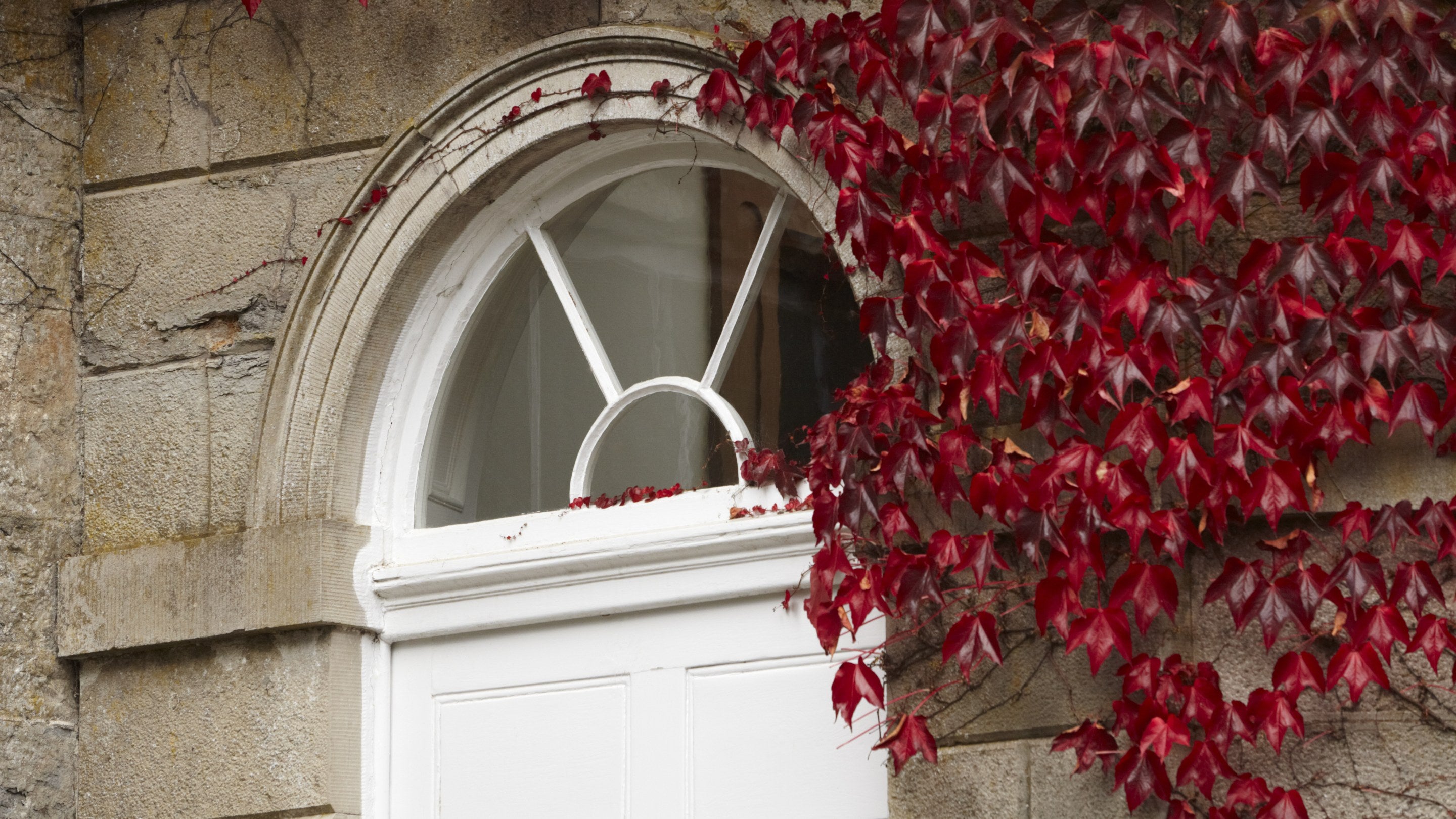 Creeper beside the fanlight on the east front at The Argory, County Armagh.