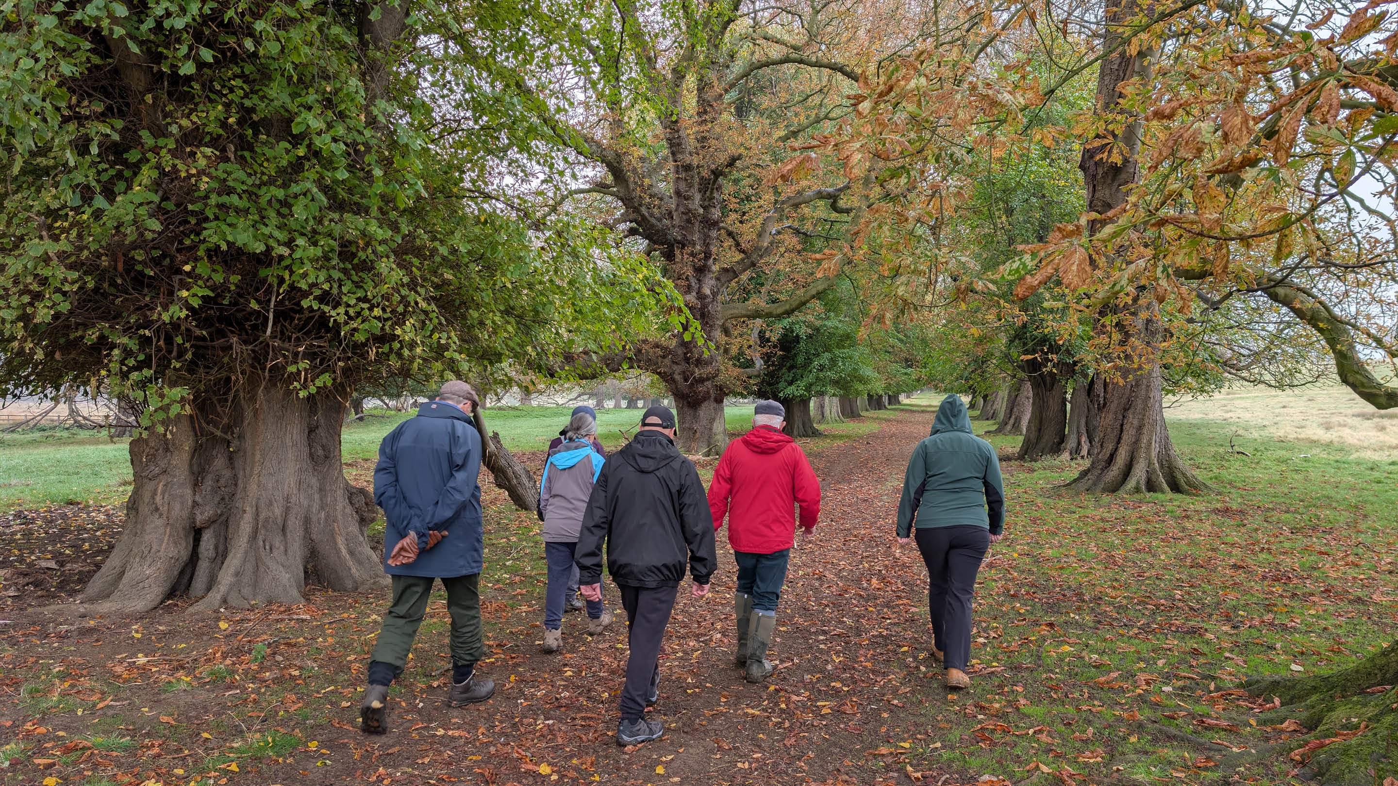 A group of people walk away from the camera through autumnal trees on a guided walk at Belton Estate.