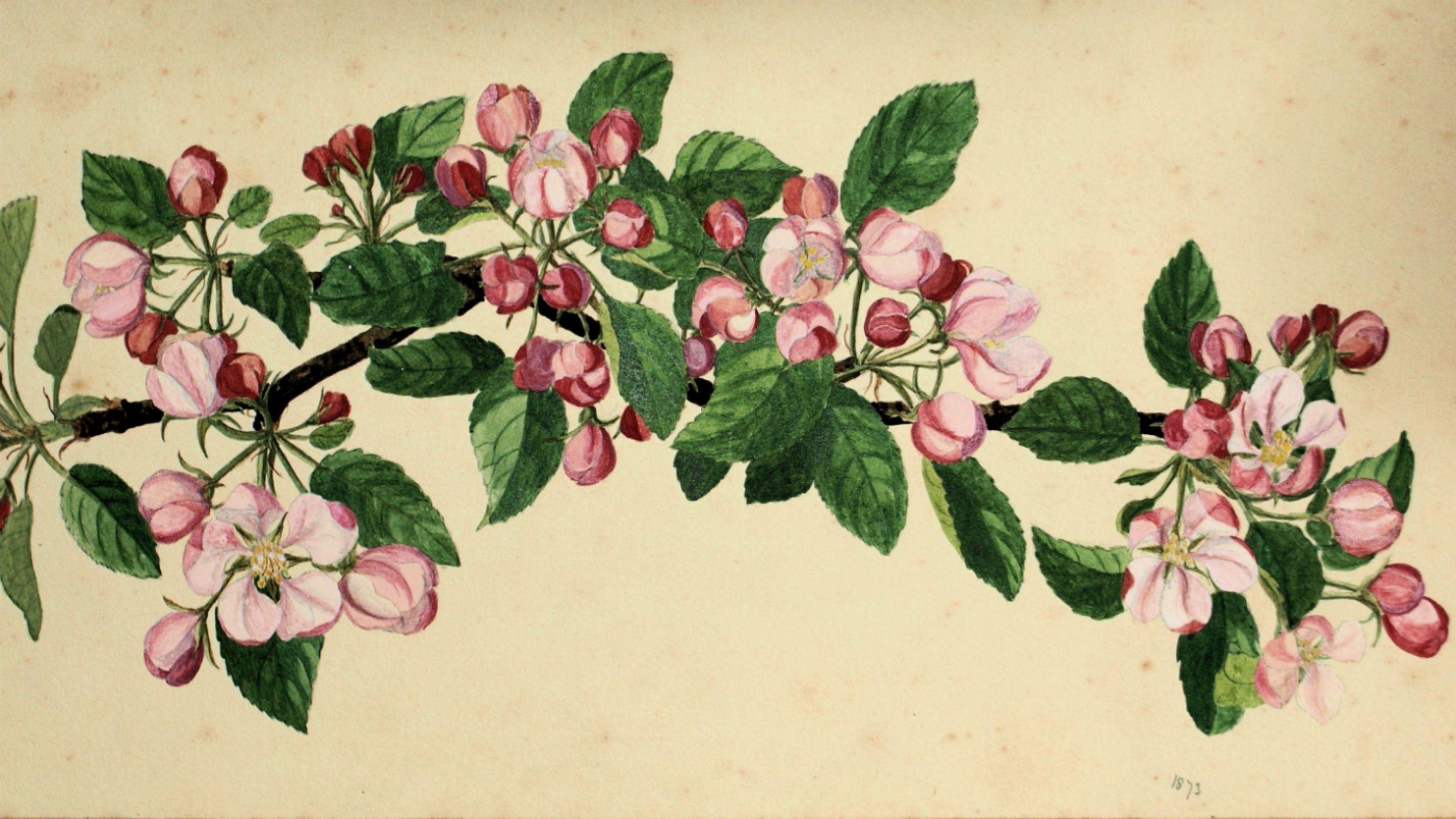 Apple blossom, illustration by Florence Woolward