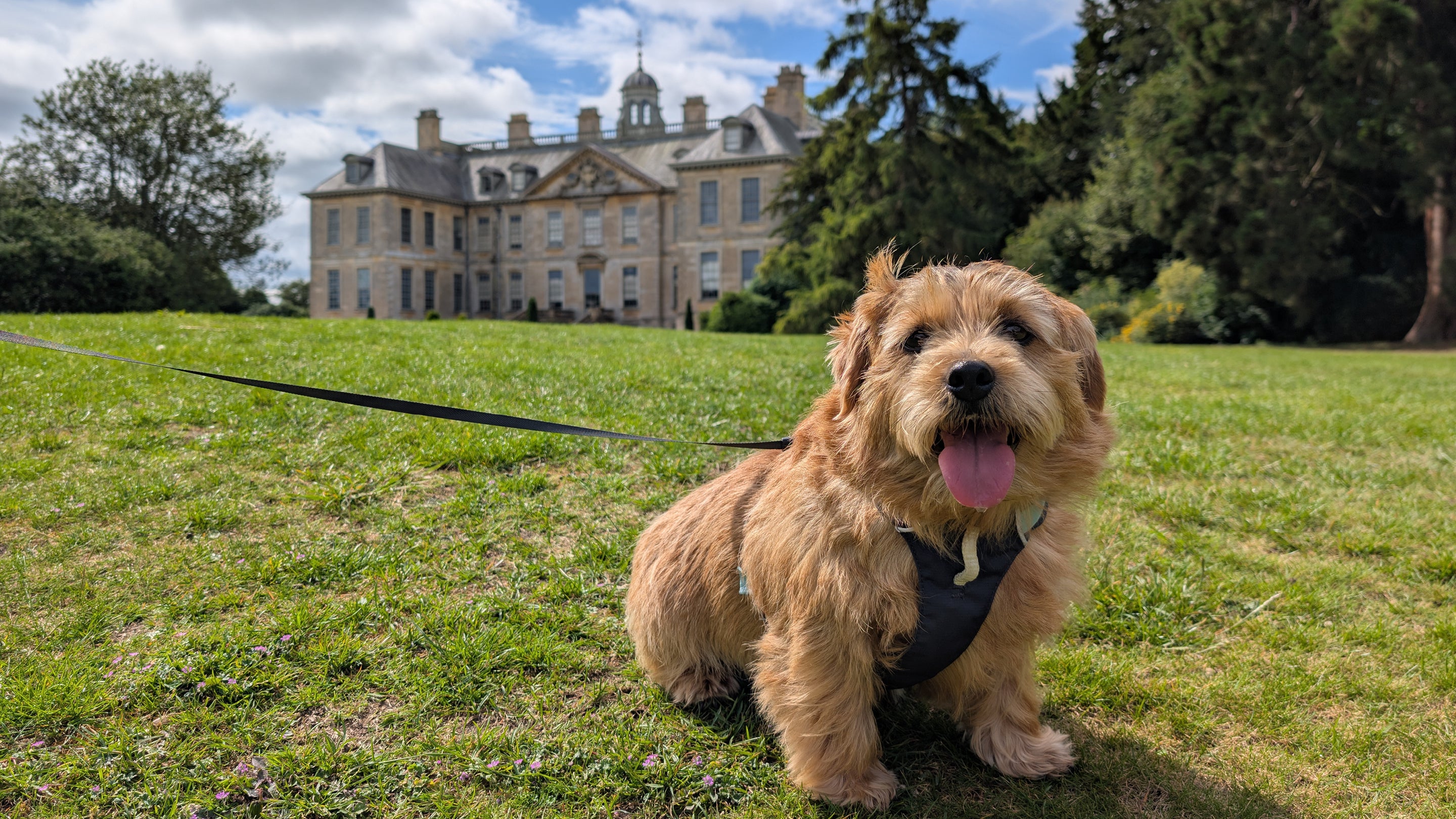 A Norfolk Terrier dog sitting on the grass in the Italian Garden at Belton with Belton House in the background.