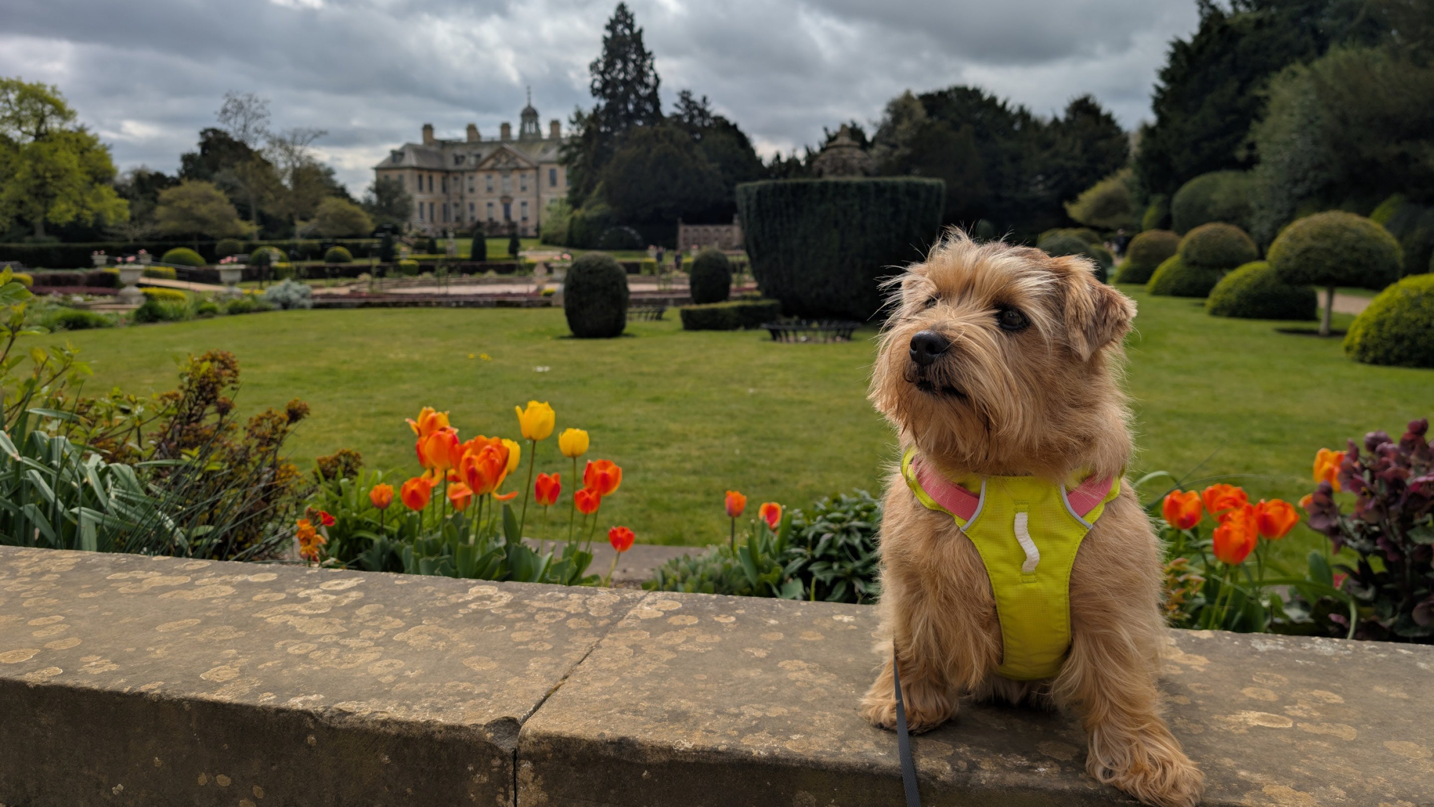 A Norfolk Terrier sits on a wall overlooking the Italian garden at Belton with the house in the distant background.