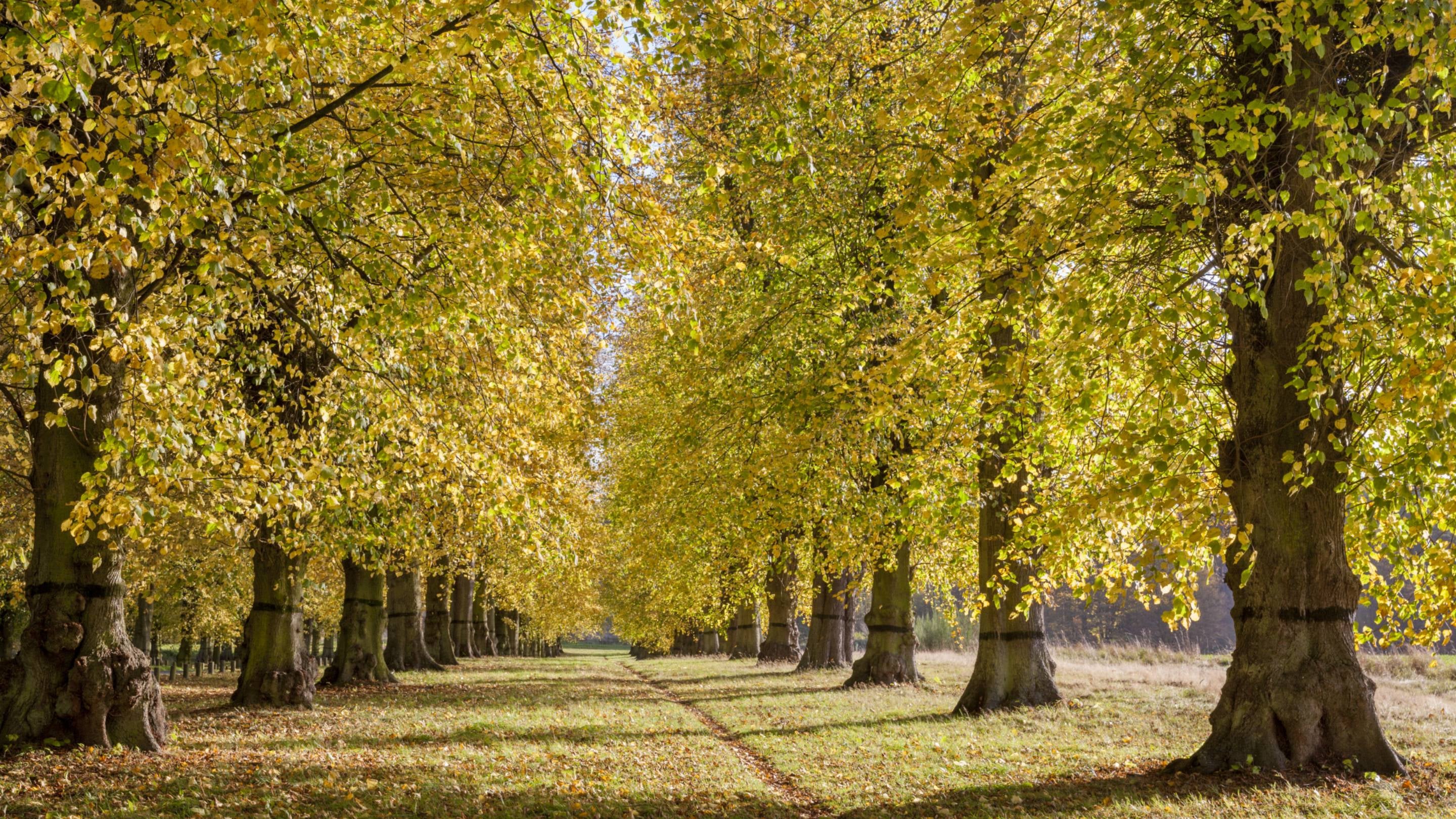 Lime Tree Avenue