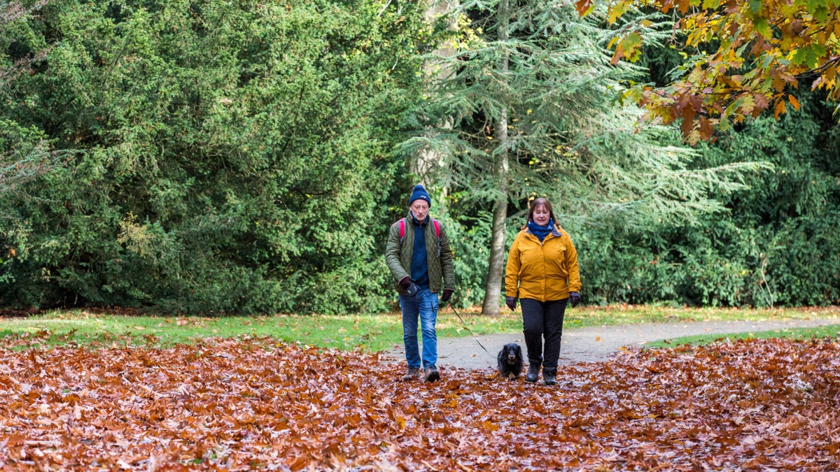 Dog walking at Clumber Park Notts National Trust