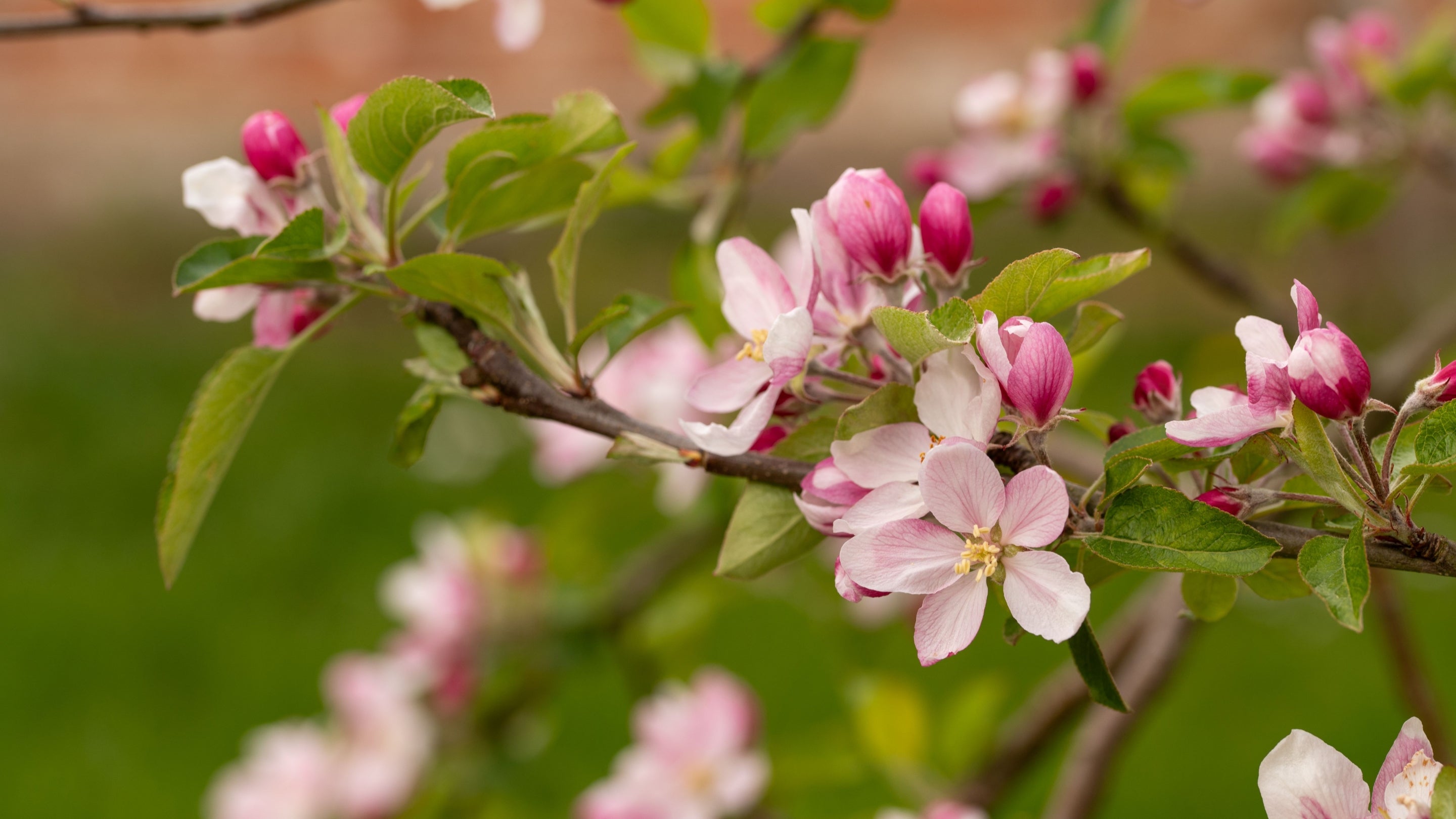 Apple blossom in the walled kitchen garden