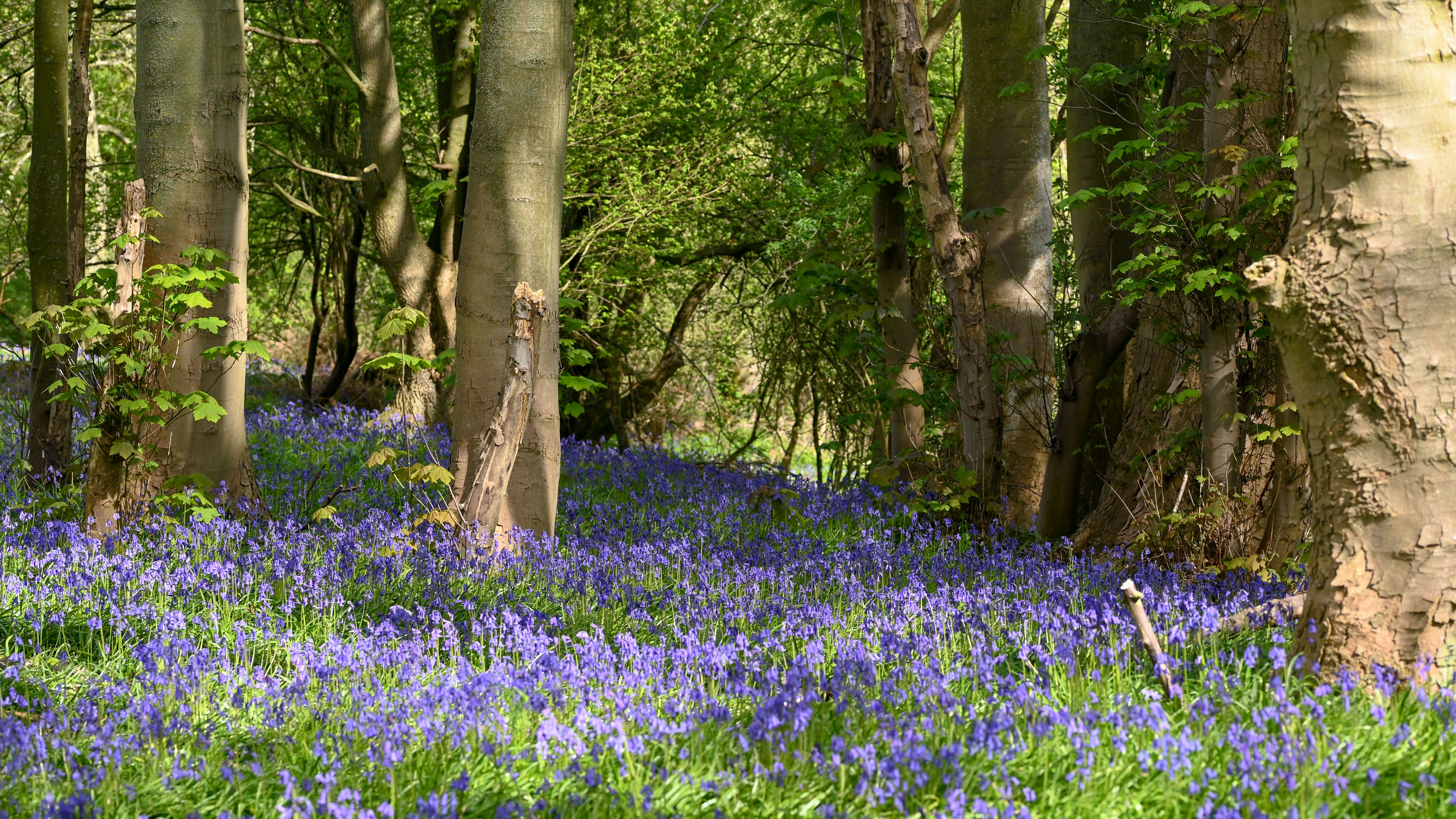 Bluebells Woodland Clumber Park