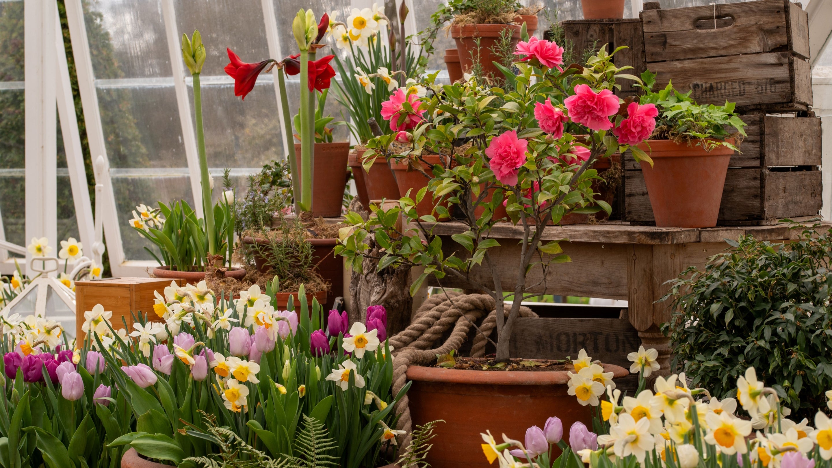 Spring display in the Glasshouse