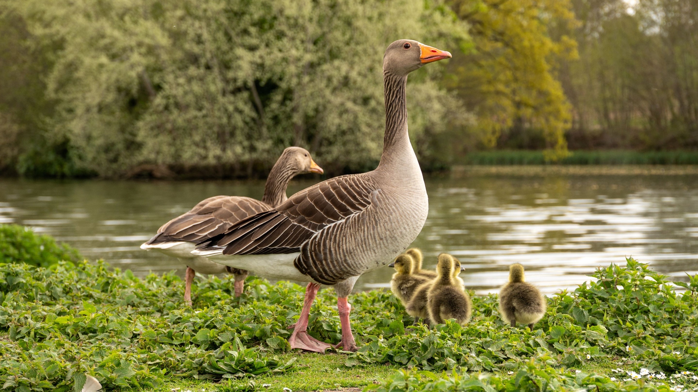 Geese & goslings in the Pleasure Grounds
