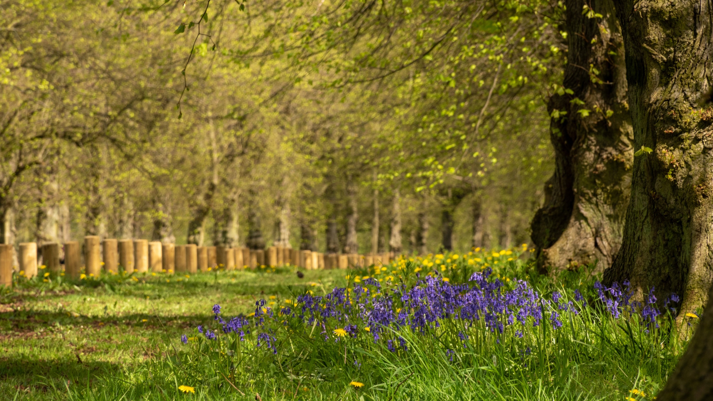 Bluebells along Lime Tree Avenue