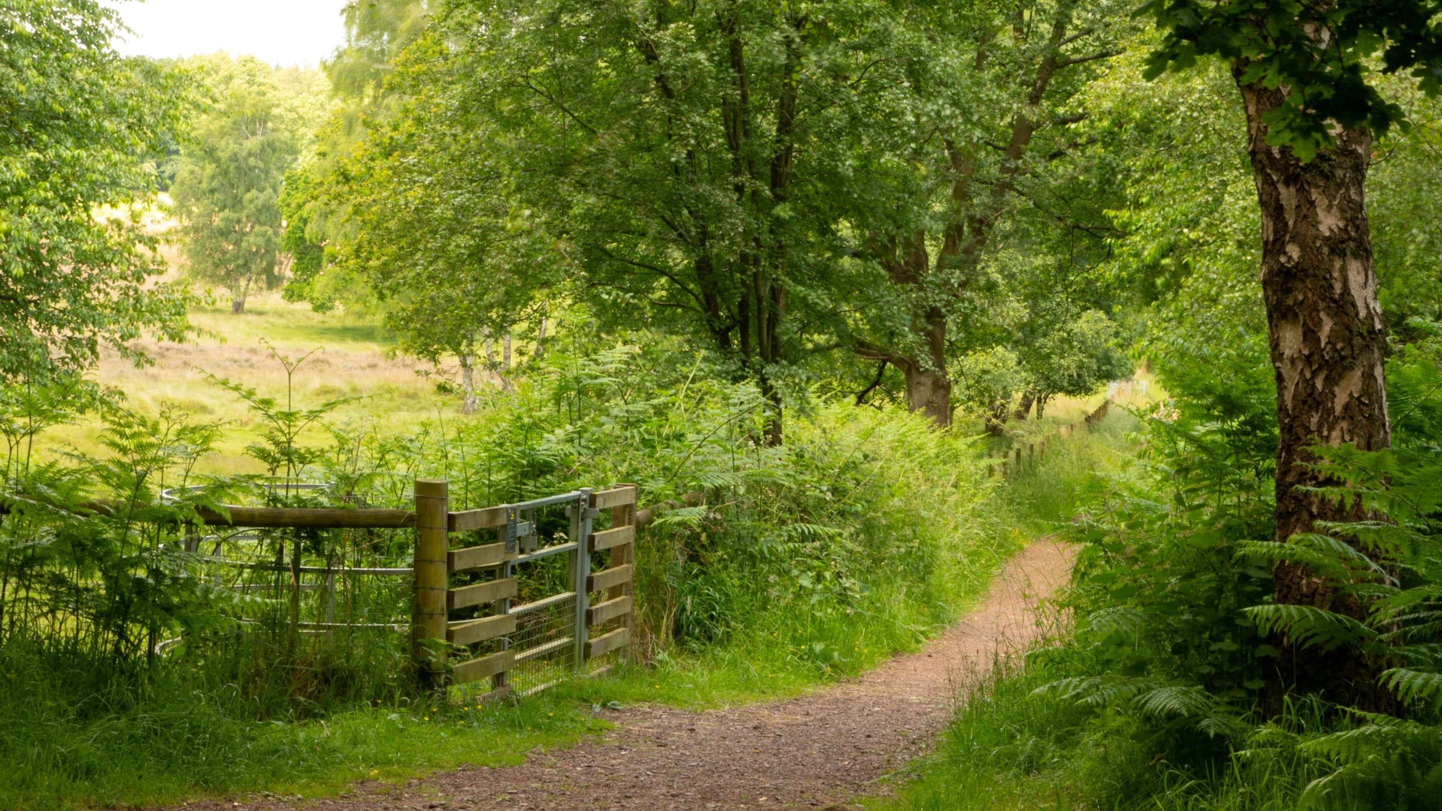 A woodland path through the park