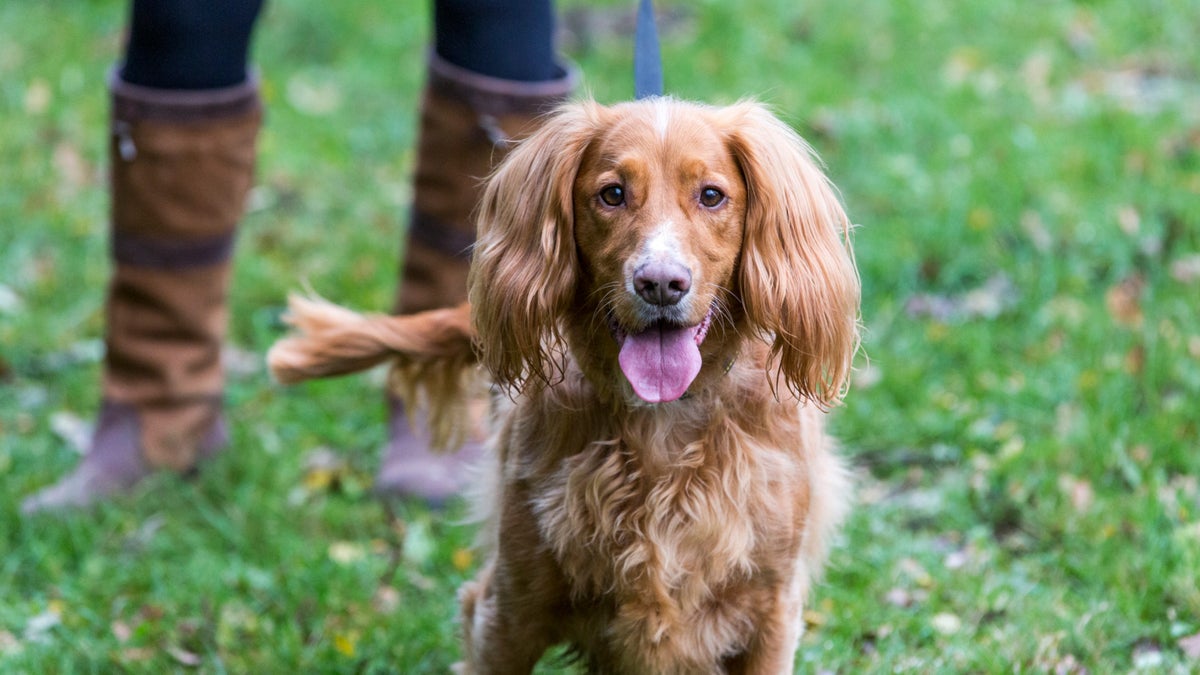 Dog walking at Clumber Park Notts National Trust