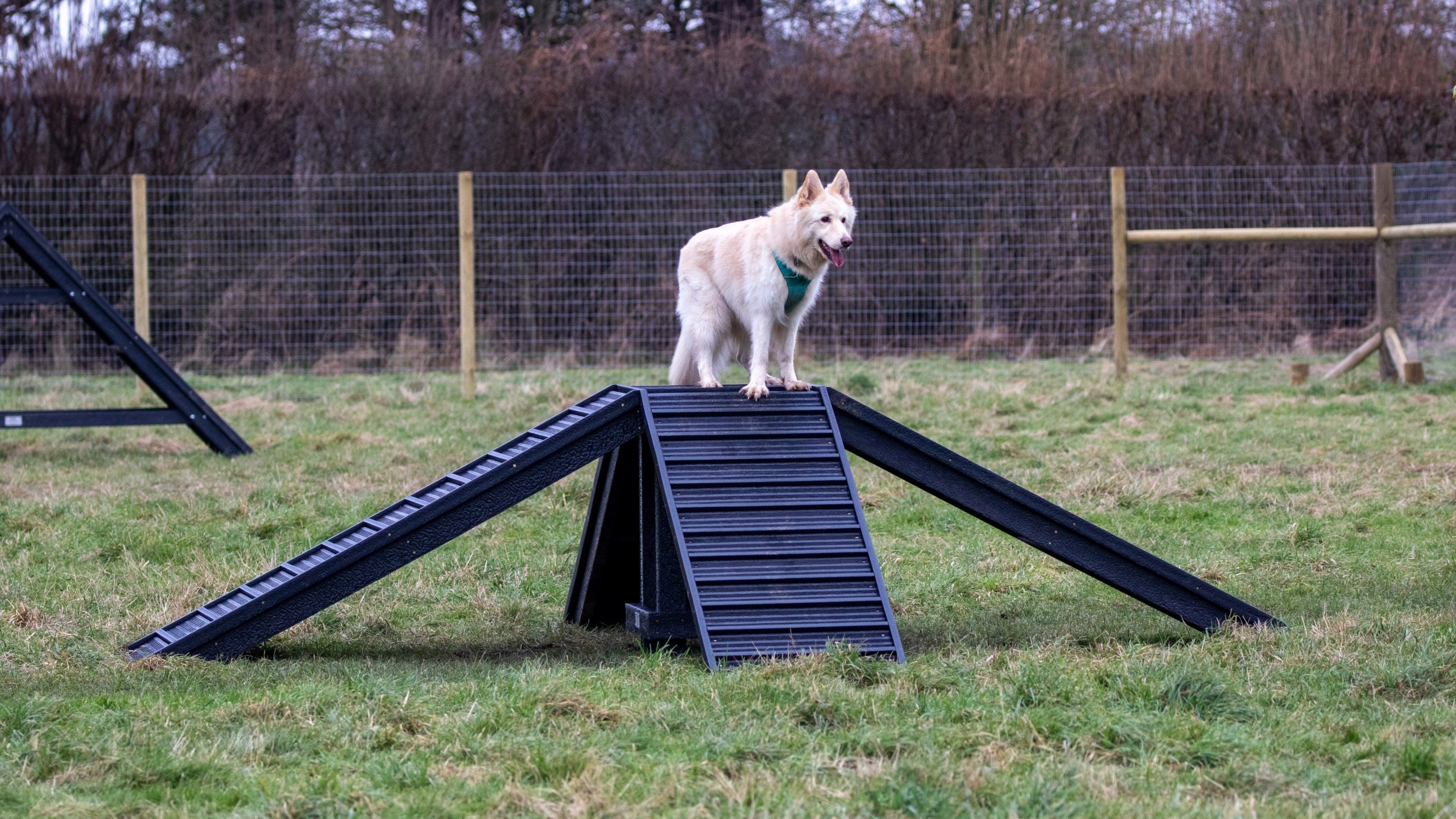 Dog Paddock at Clumber Park