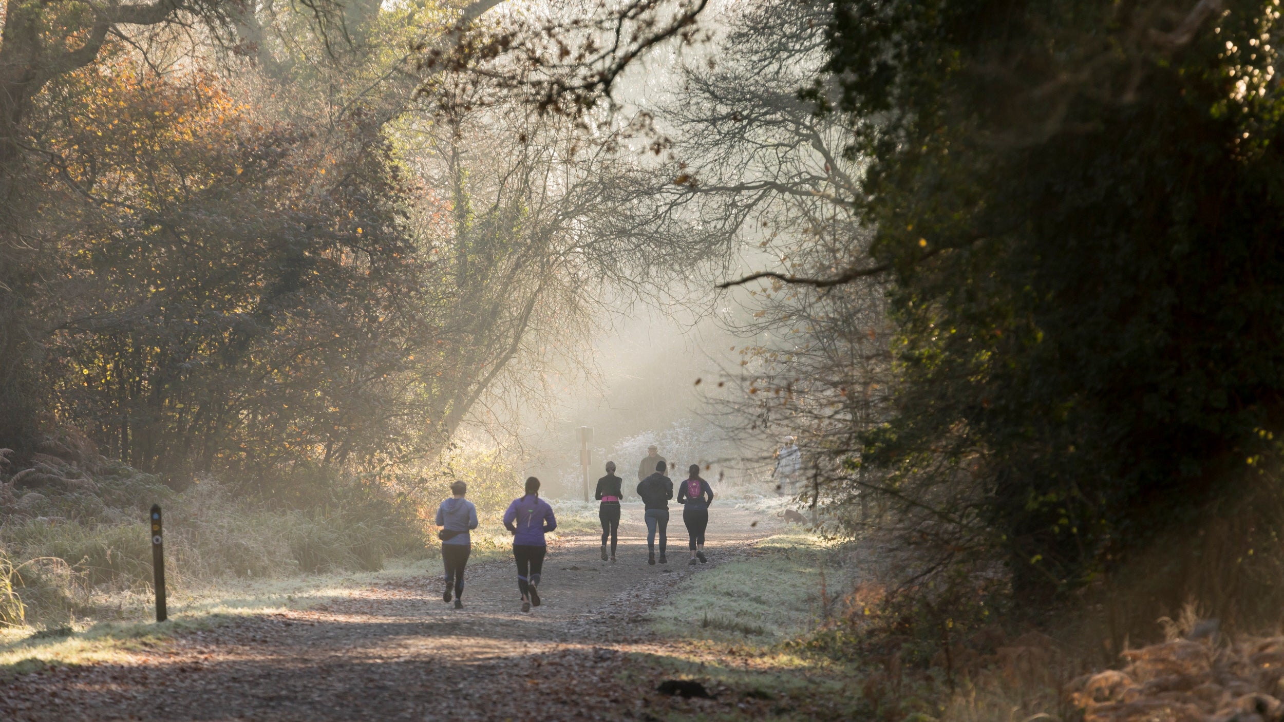 Running through the woodland