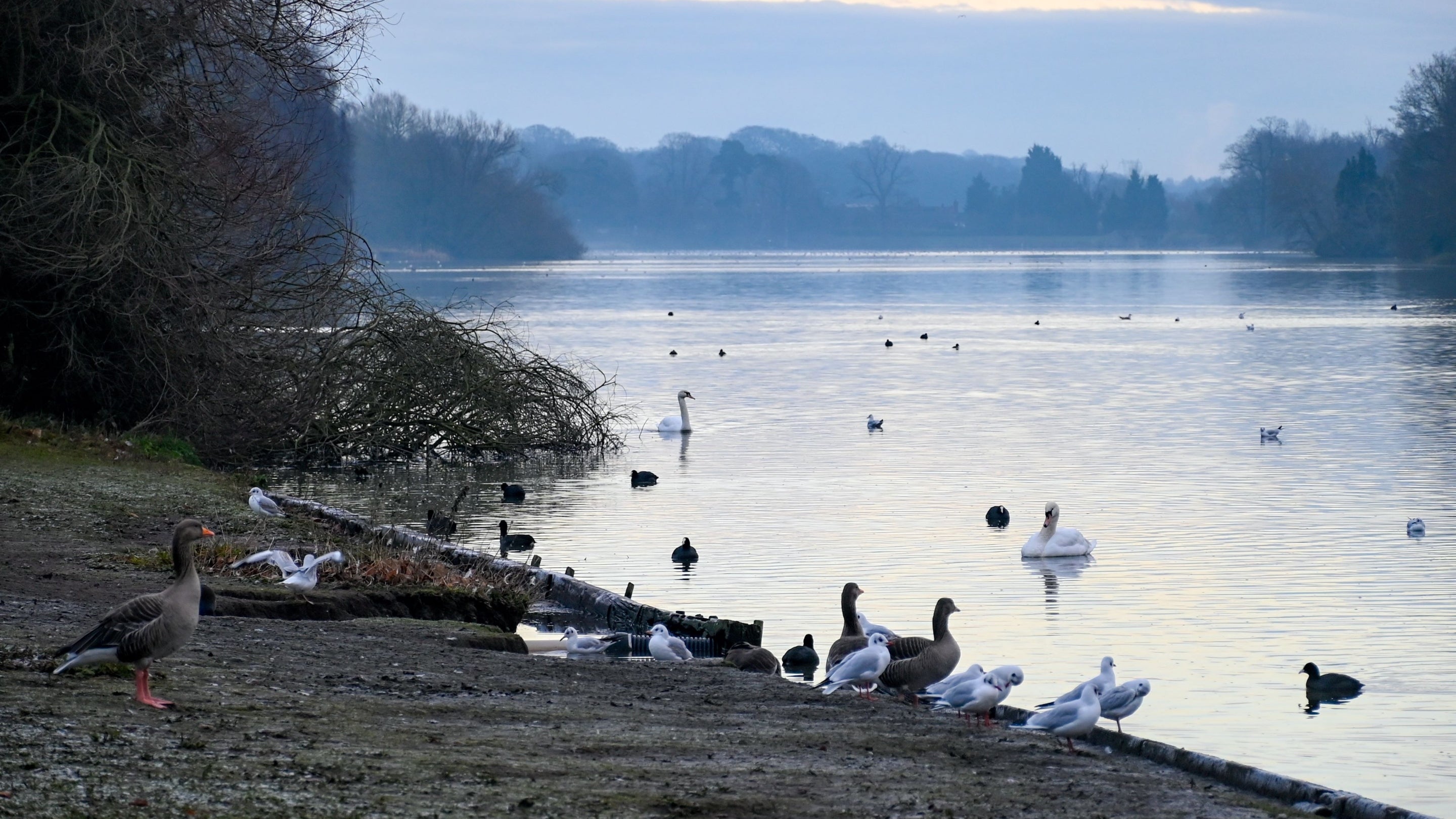 Winter view across the lake at Clumber Park