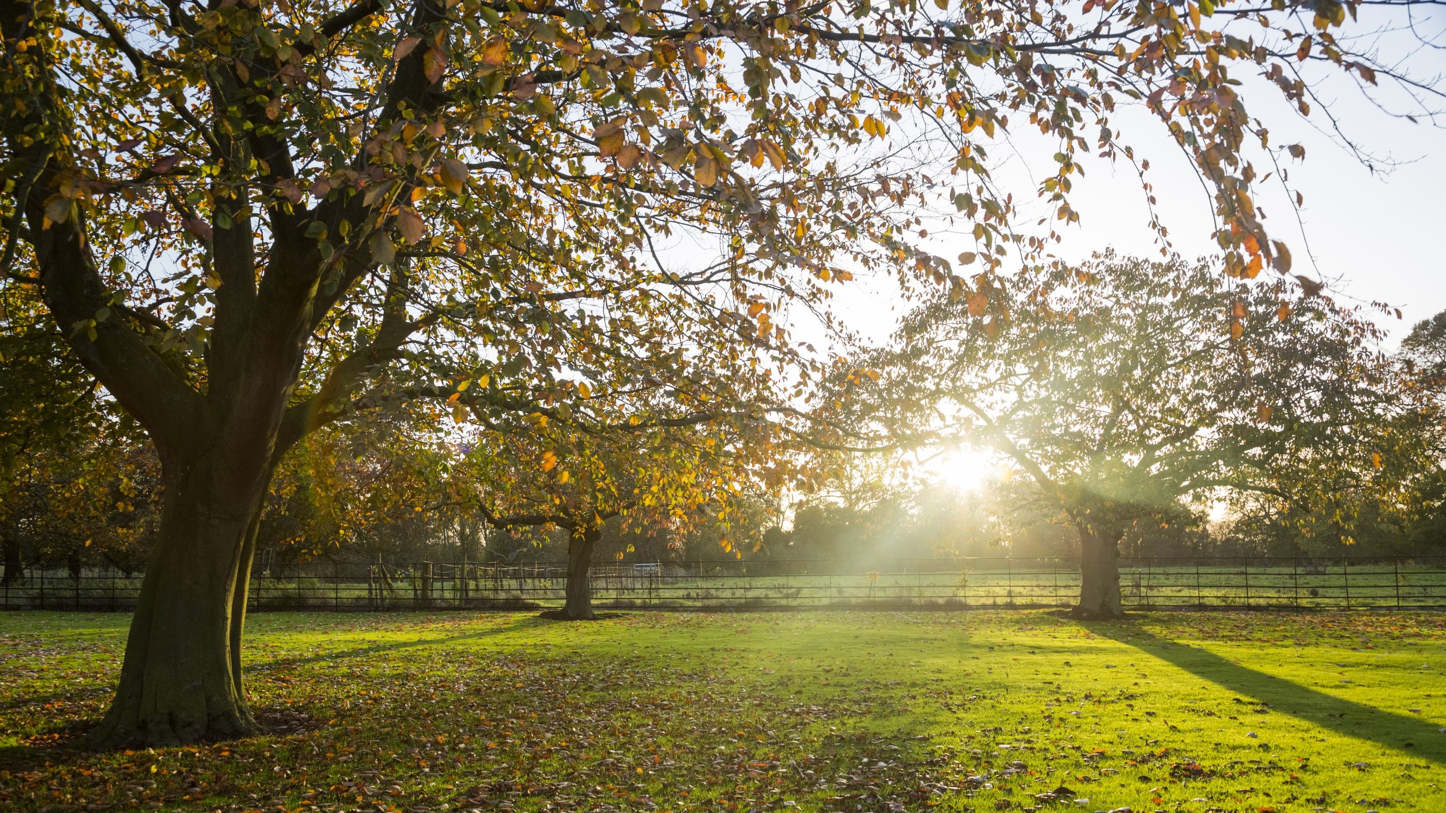 The park at Gunby Hall, Lincolnshire in autumn with the sun shining through the trees