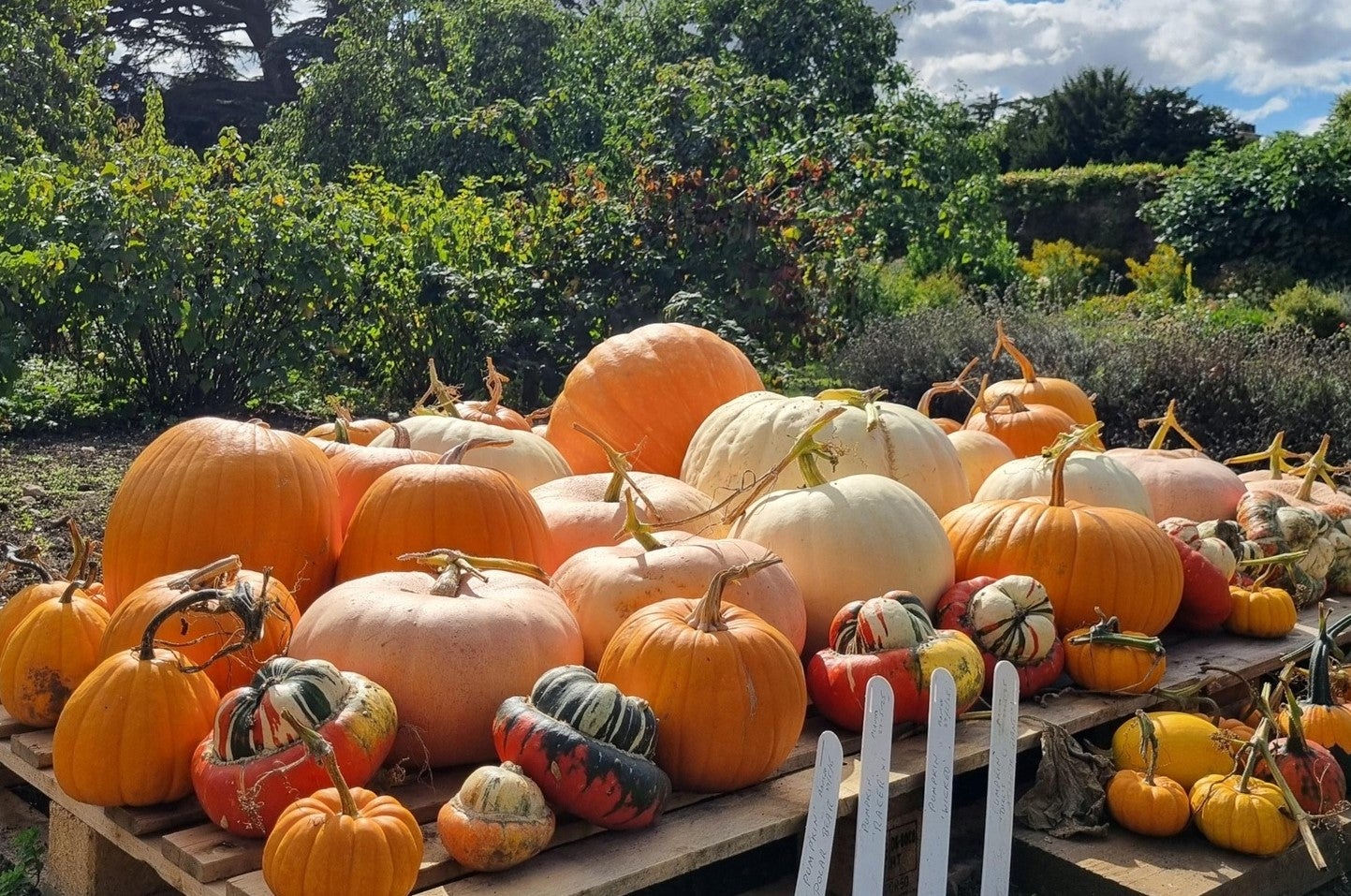 A vibrant display of pumpkins nestled among autumn leaves at Gunby Estate Hall and Gardens, capturing the seasonal charm and inviting atmosphere of fall activities like harvest festivals and garden walks.