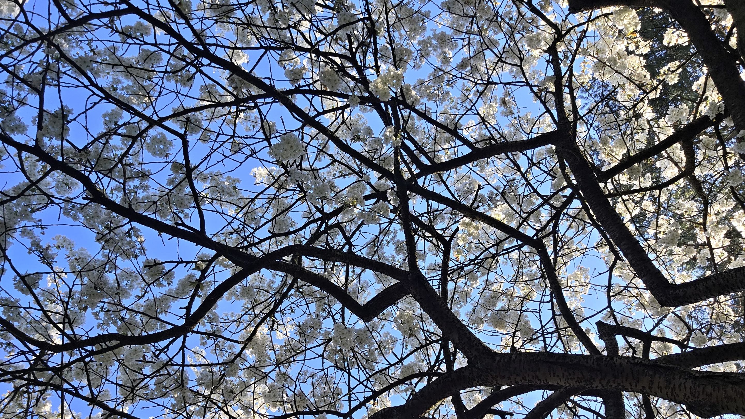 White cherry blossom spreading across dark branches against a bright blue spring sky at Gunby Estate, Hall and Gardens.