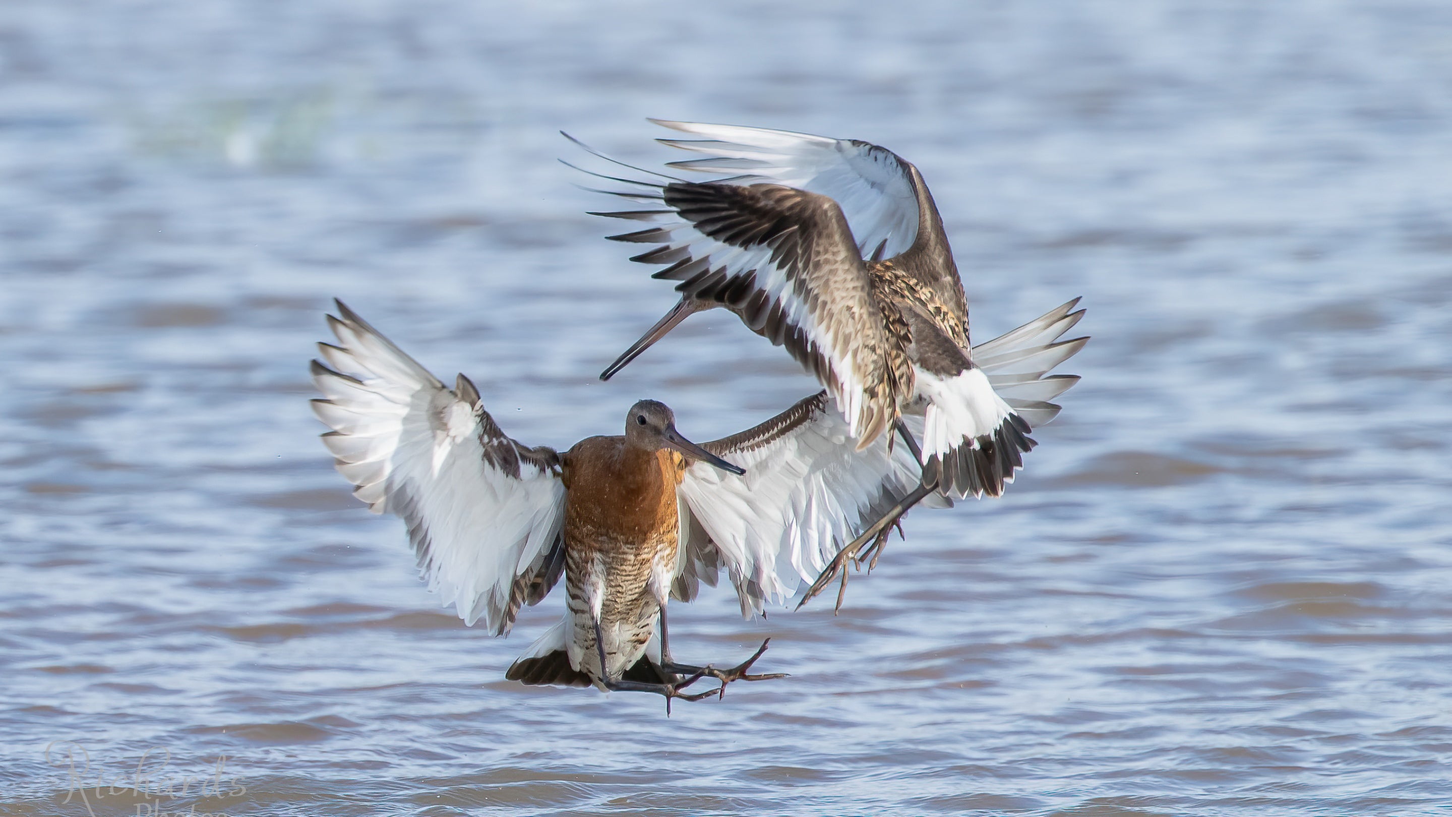 Black-tailed Godwits at Sandilands nature reserve
