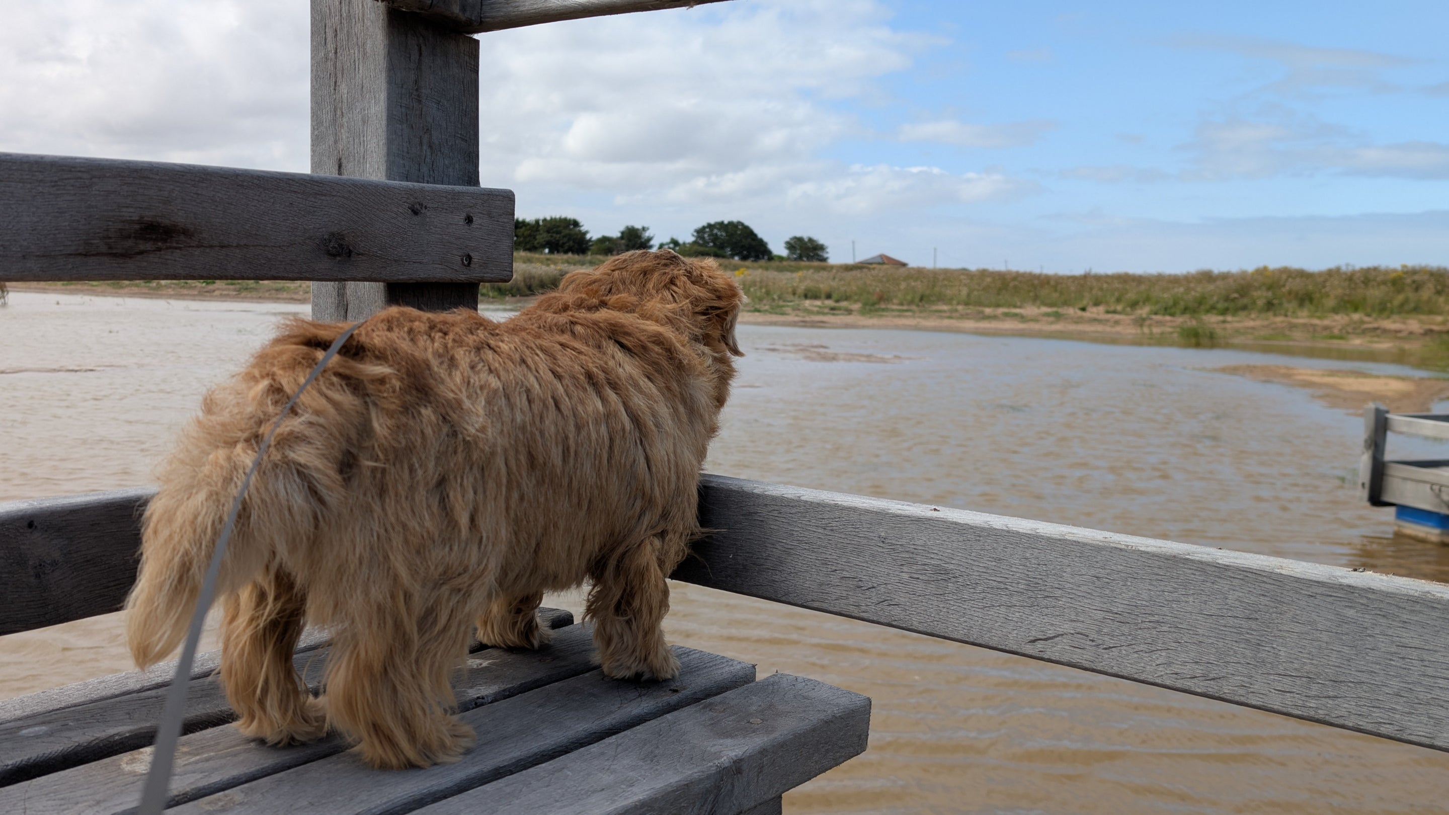 A dog on the boardwalks at Sandilands