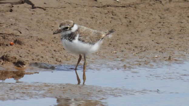 Little ringed plover standing at the edge of shallow water on sandy ground at Sandilands Nature Reserve.