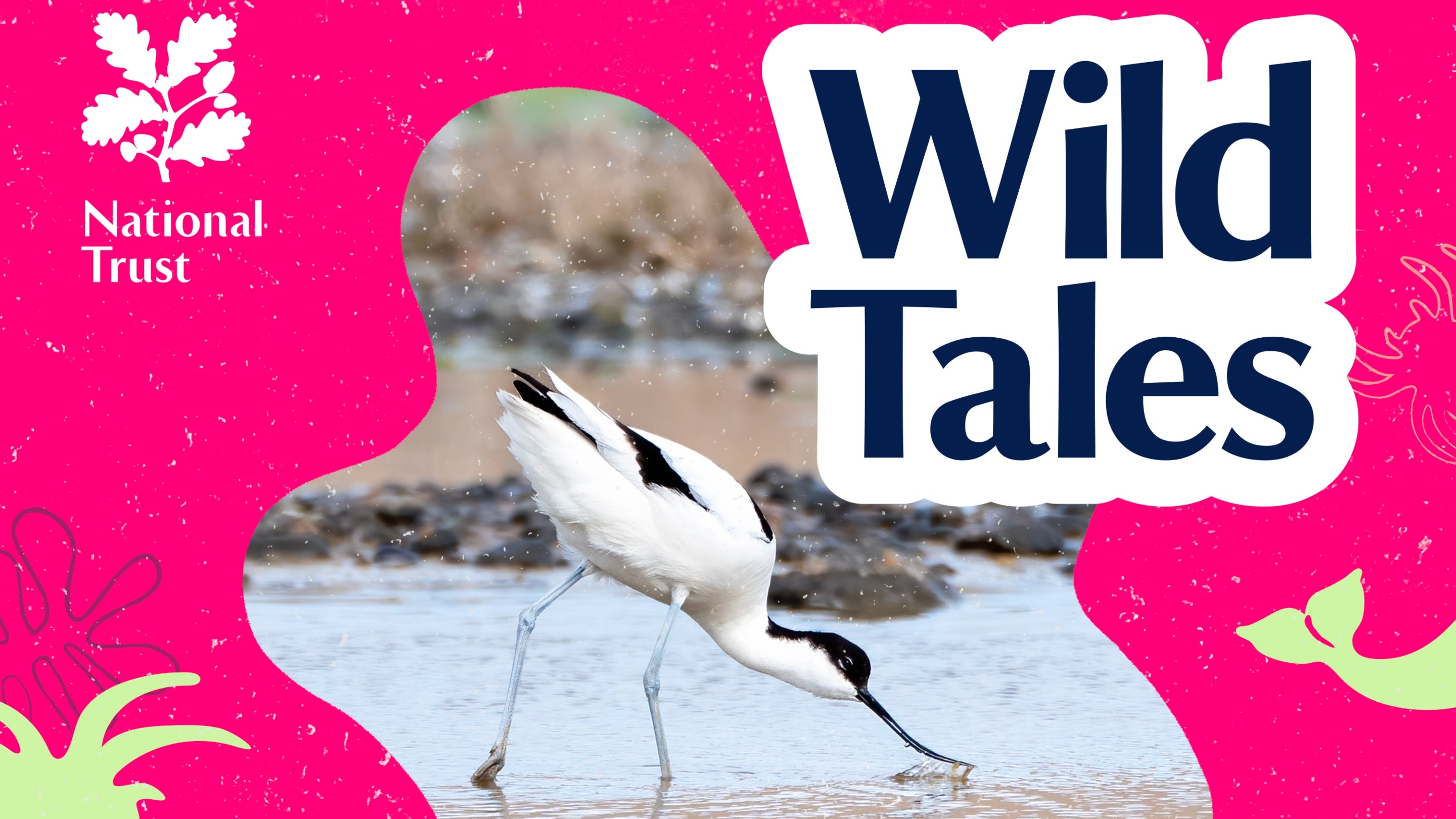 A bright pink poster for Wild Tales, the National Trust podcast. In the centre, a black and white wading bird dips their beak into the blue-grey water.