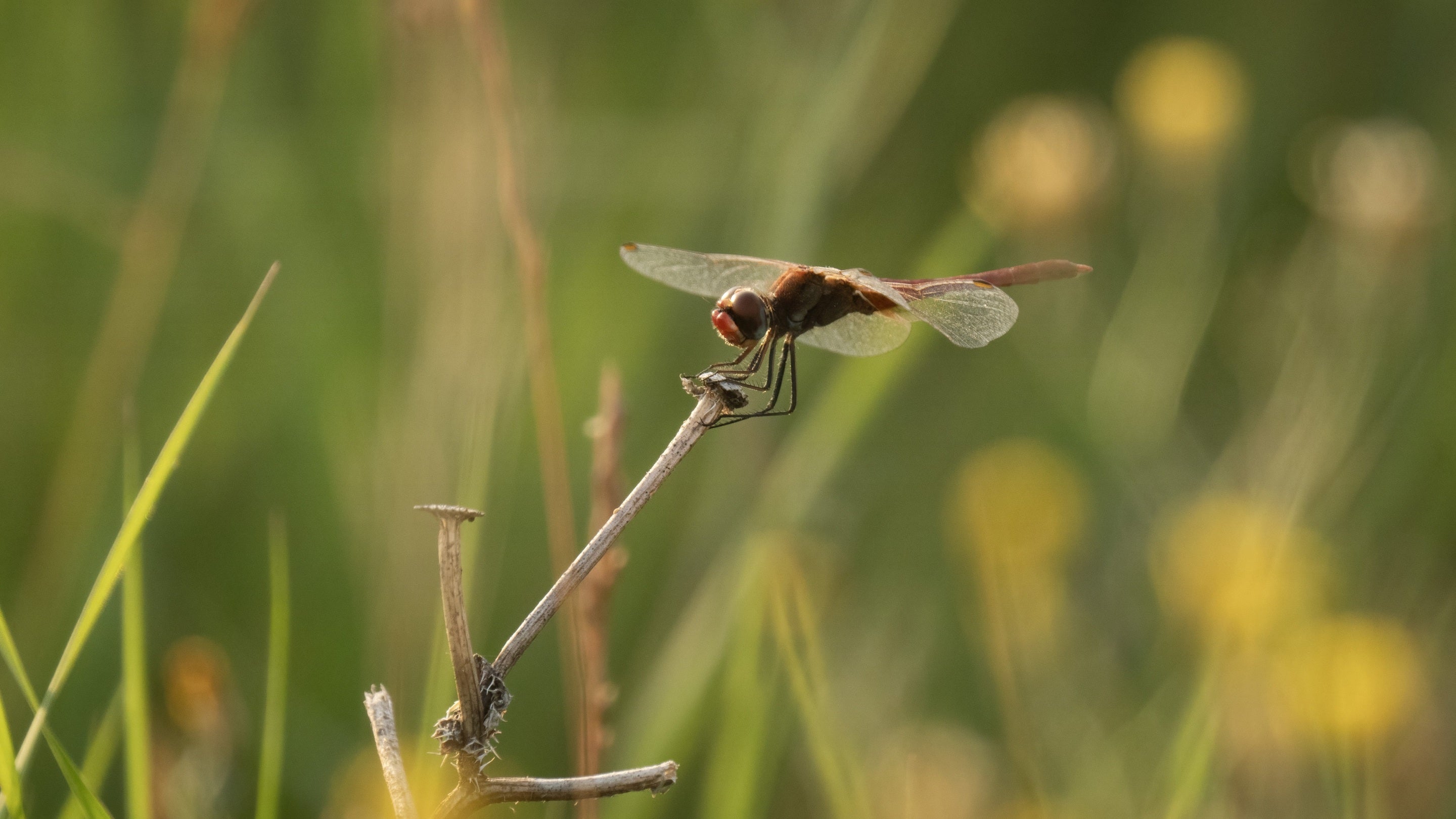 Ruddy darter dragonfly perched on a stem in wetland grassland at Sandilands Nature Reserve.