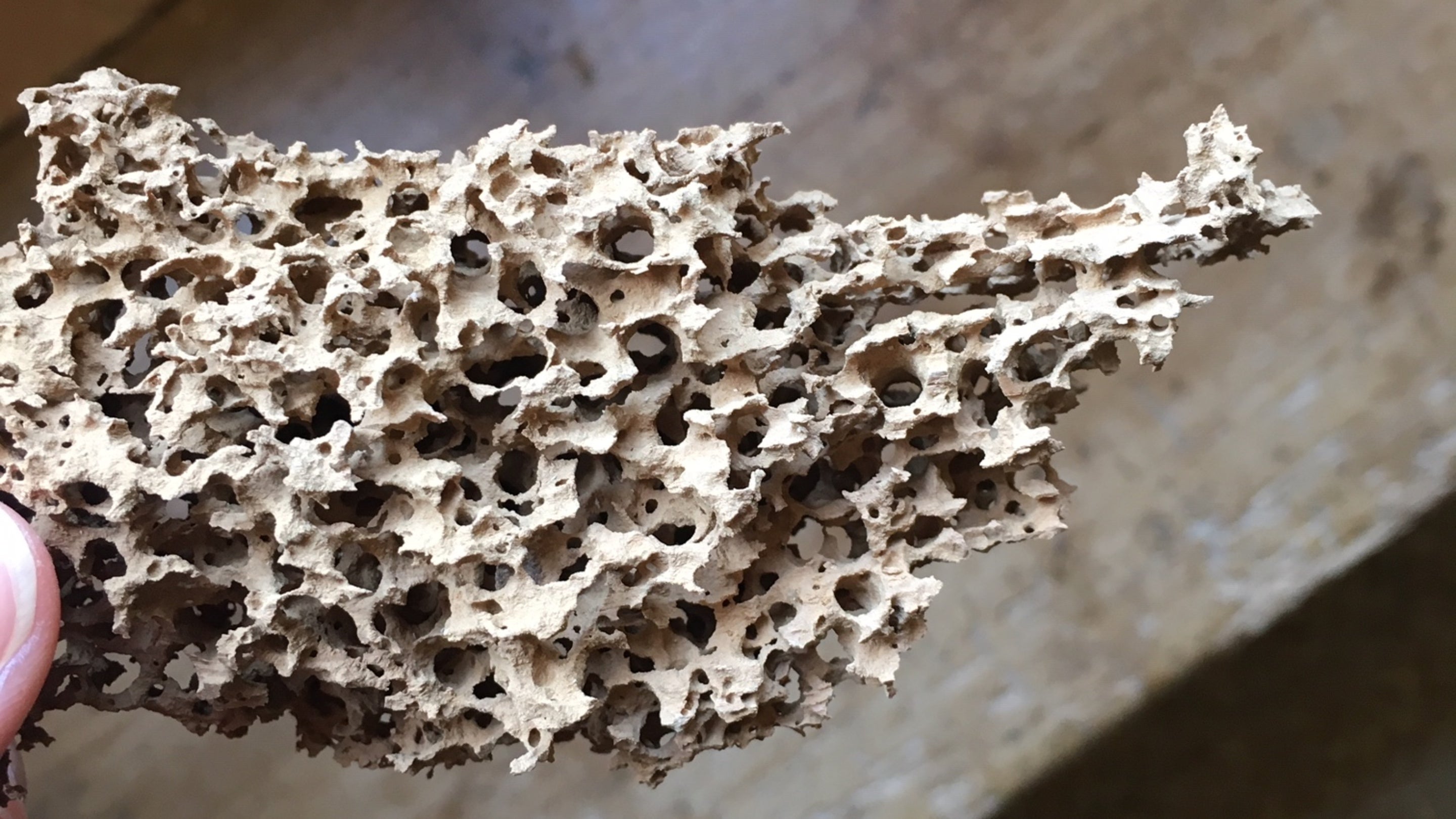 A piece of wood from a lintel at Woolsthorpe Manor, Lincolnshire, showing the extensive damage caused by death watch beetle with the wood full of holes and looking like honeycomb