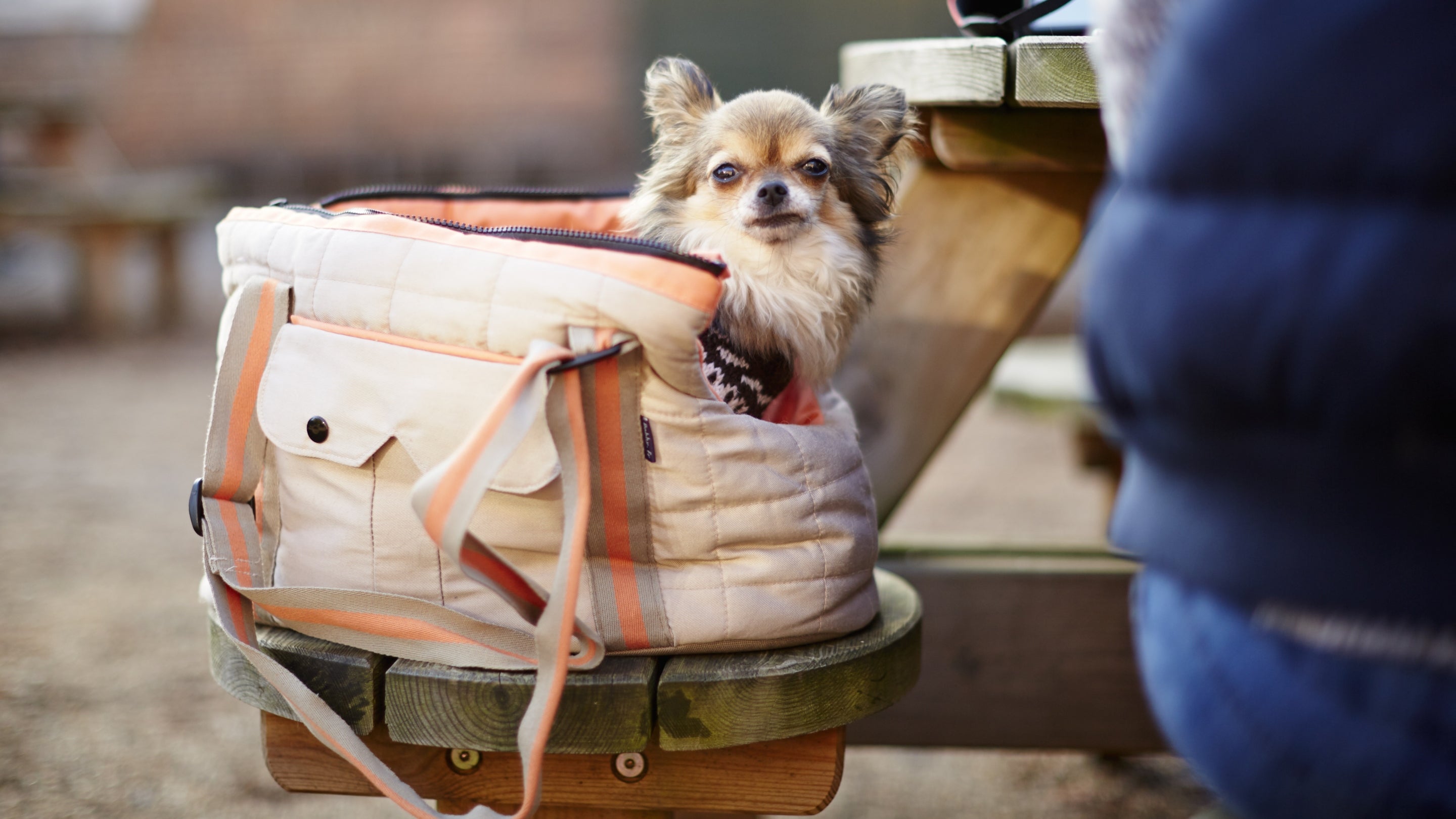 Little white dog in a bag on a bench of a picnic table