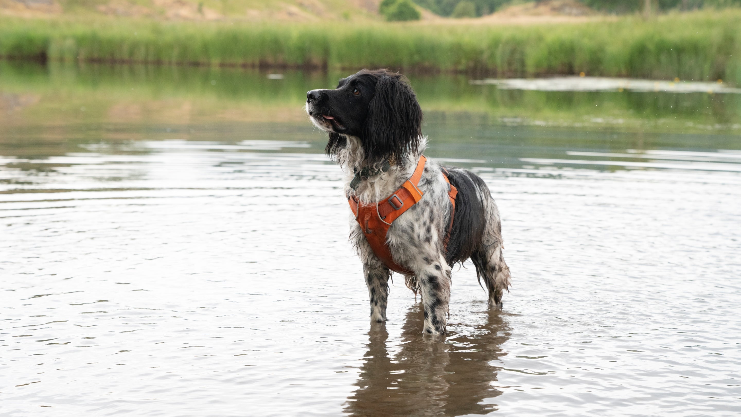 Dog looking attentively at someone off-camera whilst standing in a shallow pond