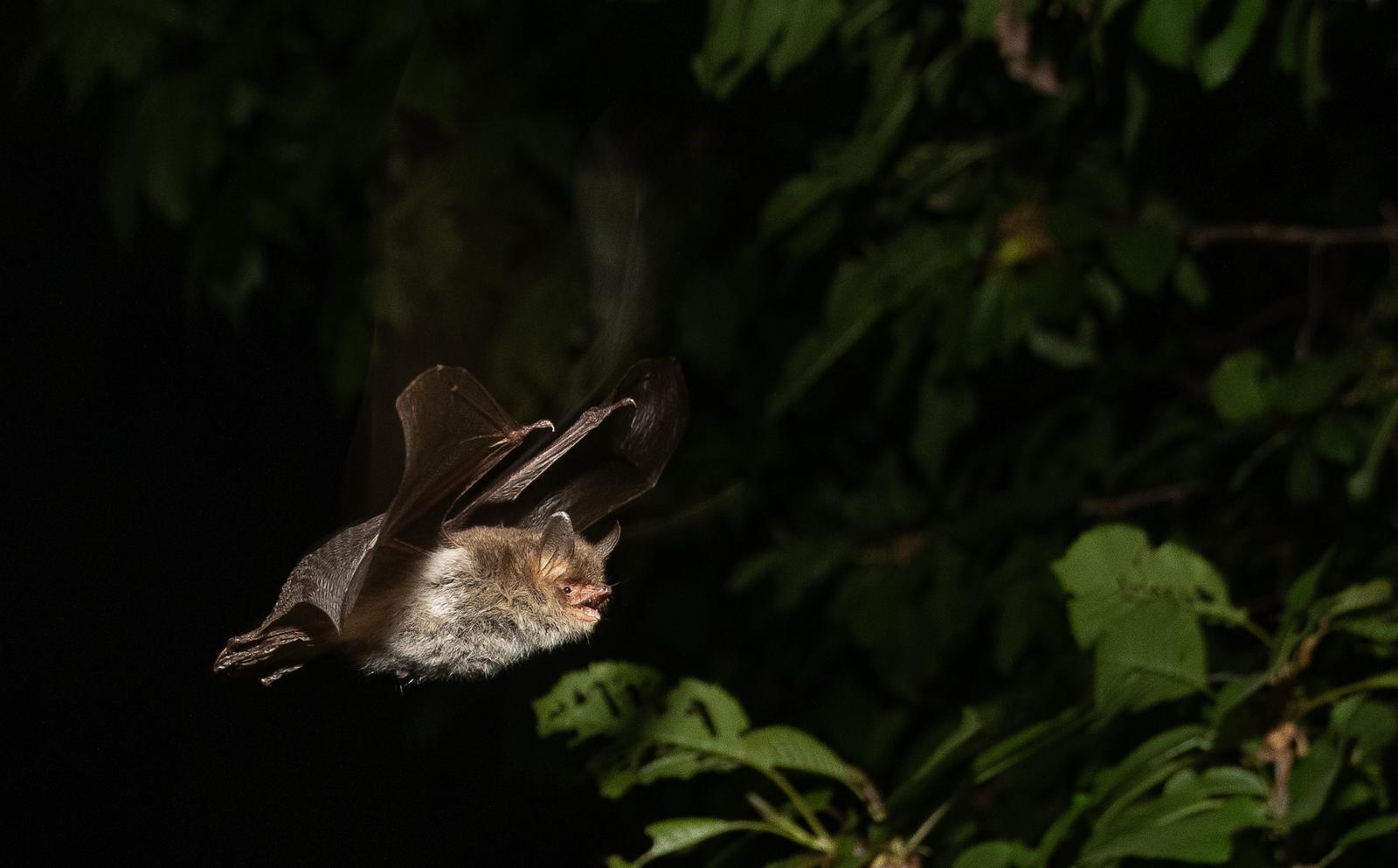 Bat Walk