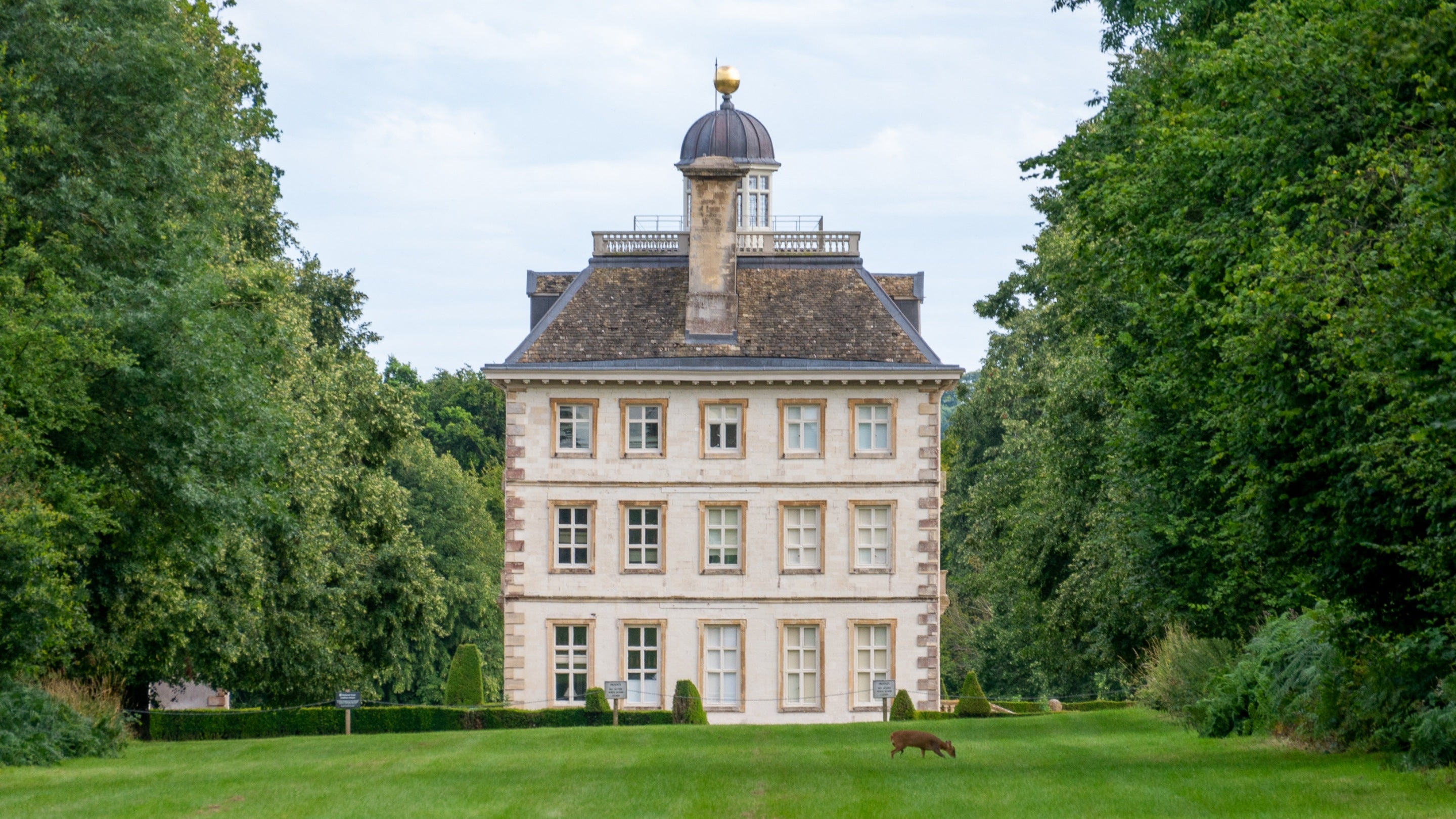 View of the house, lawn and avenue of trees in leaf at Ashdown, with a muntjac deer grazing