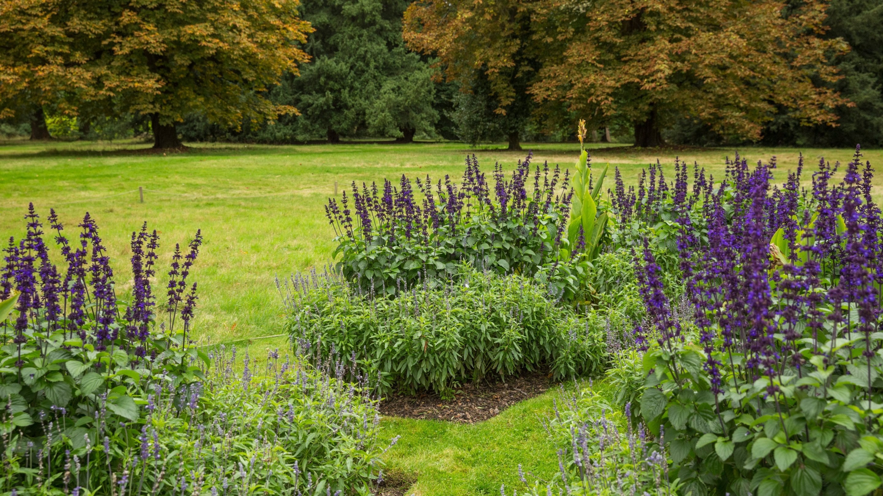 Tall purple flowers in flowerbeds and tress with autumn colour in the garden at Basildon Park, Berkshire