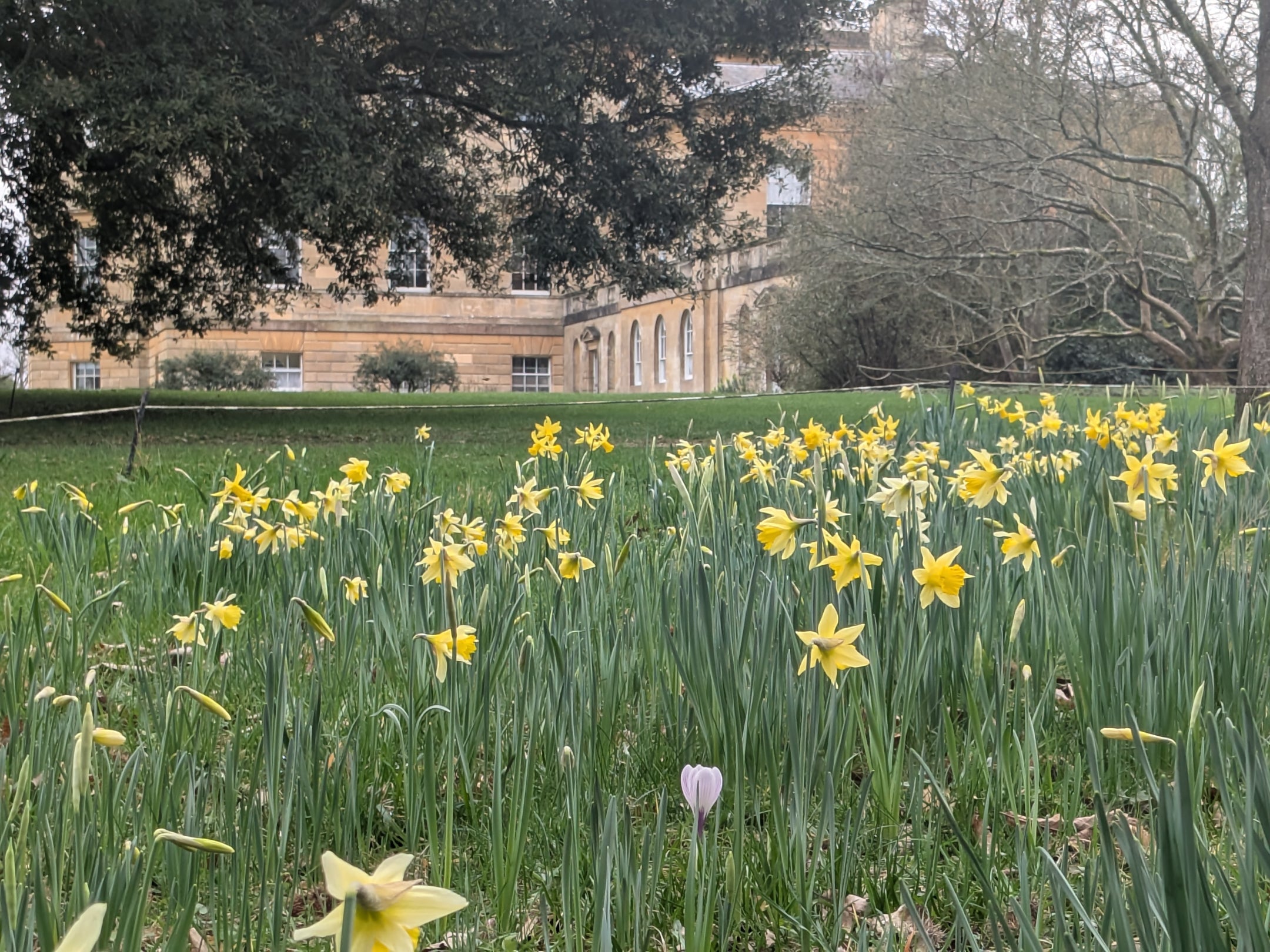 Spring daffodils at Basildon Park
