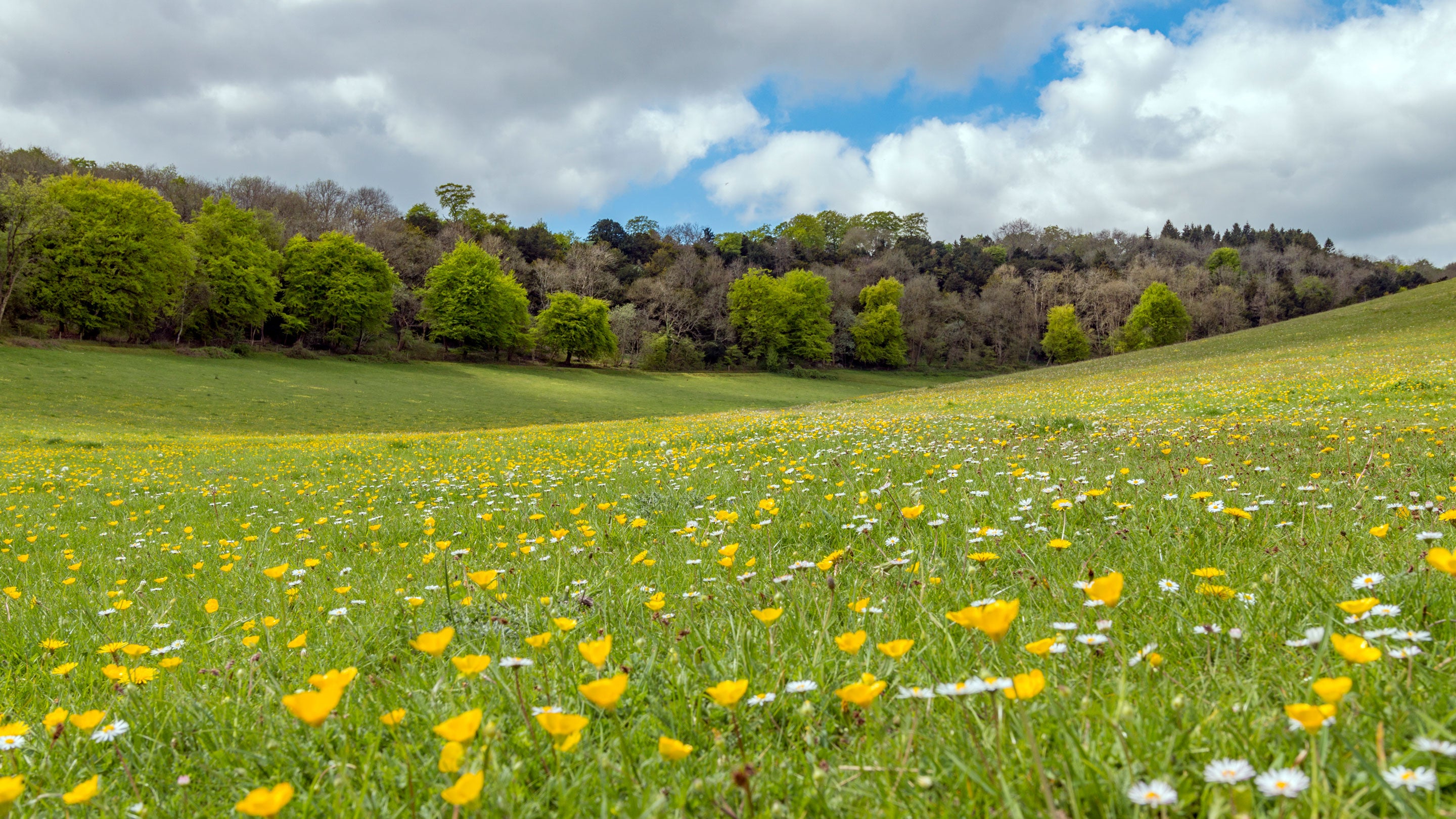 Buttercups and daisies cover the fields in the Holies at Basildon Park, Berkshire
