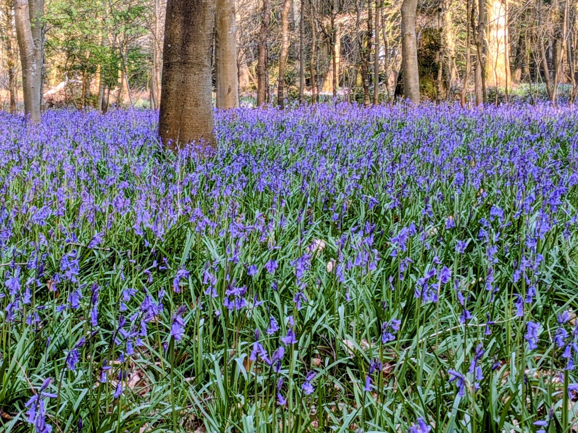 Bluebells at Basildon Park