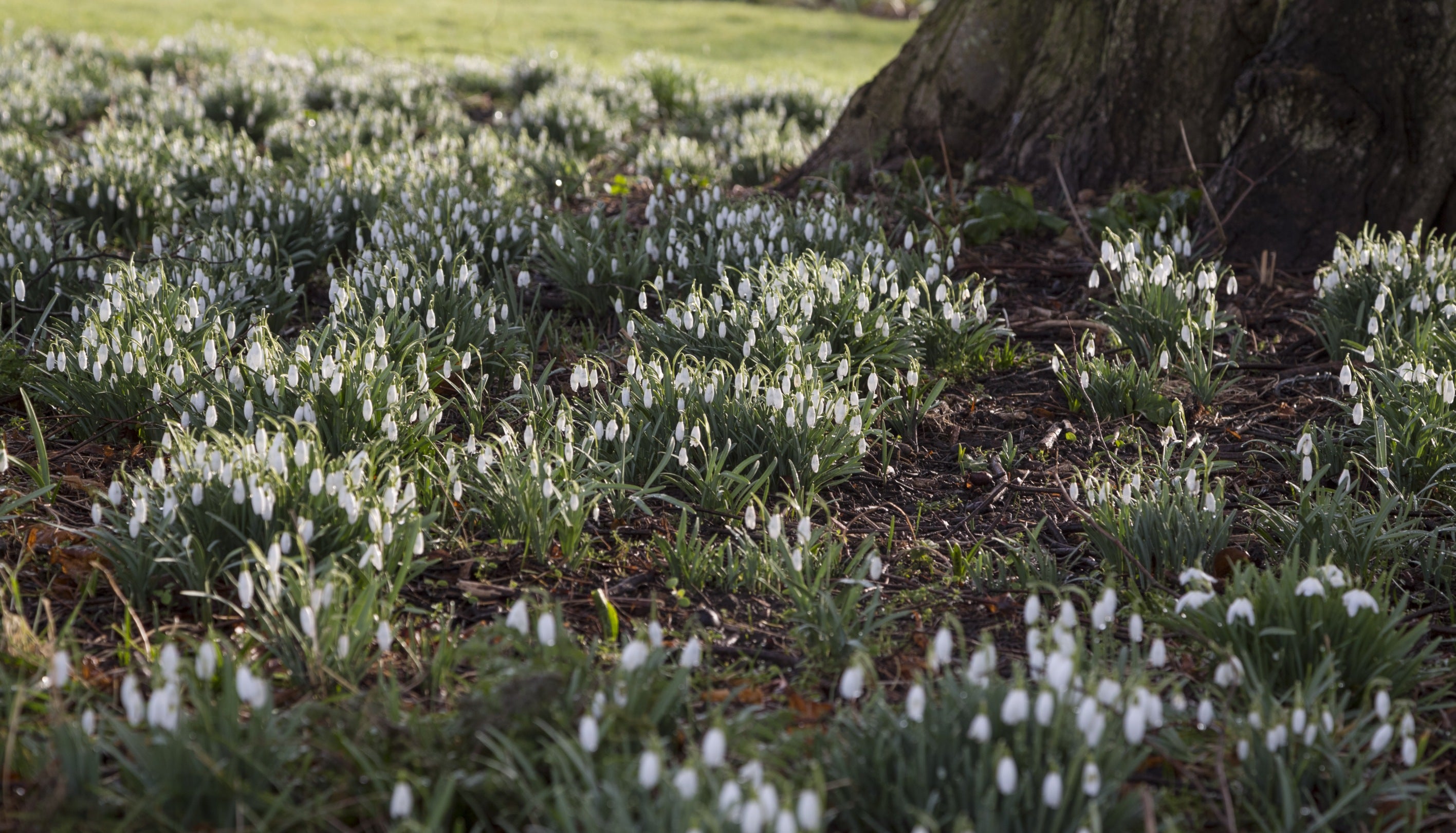 Snowdrops in the grounds of Basildon Park, Berkshire