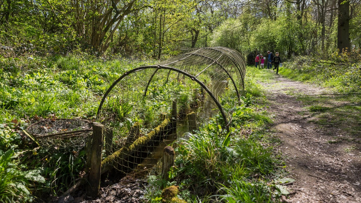 Access at the Duck Decoy Buckinghamshire National Trust