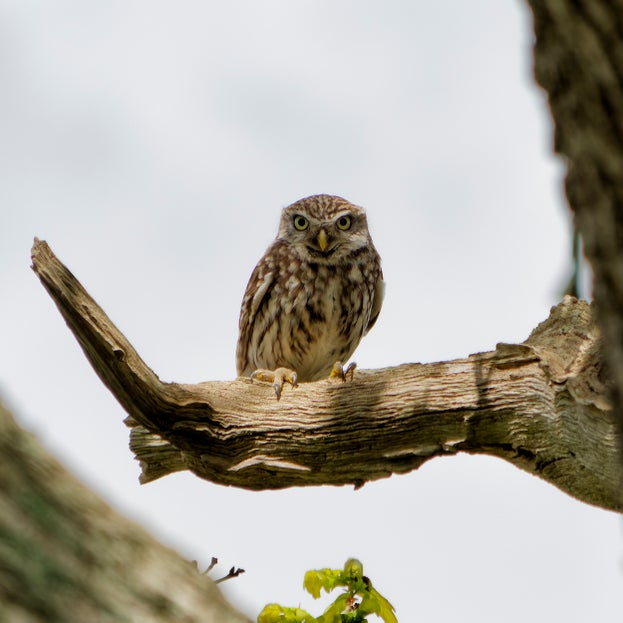 Little Owl