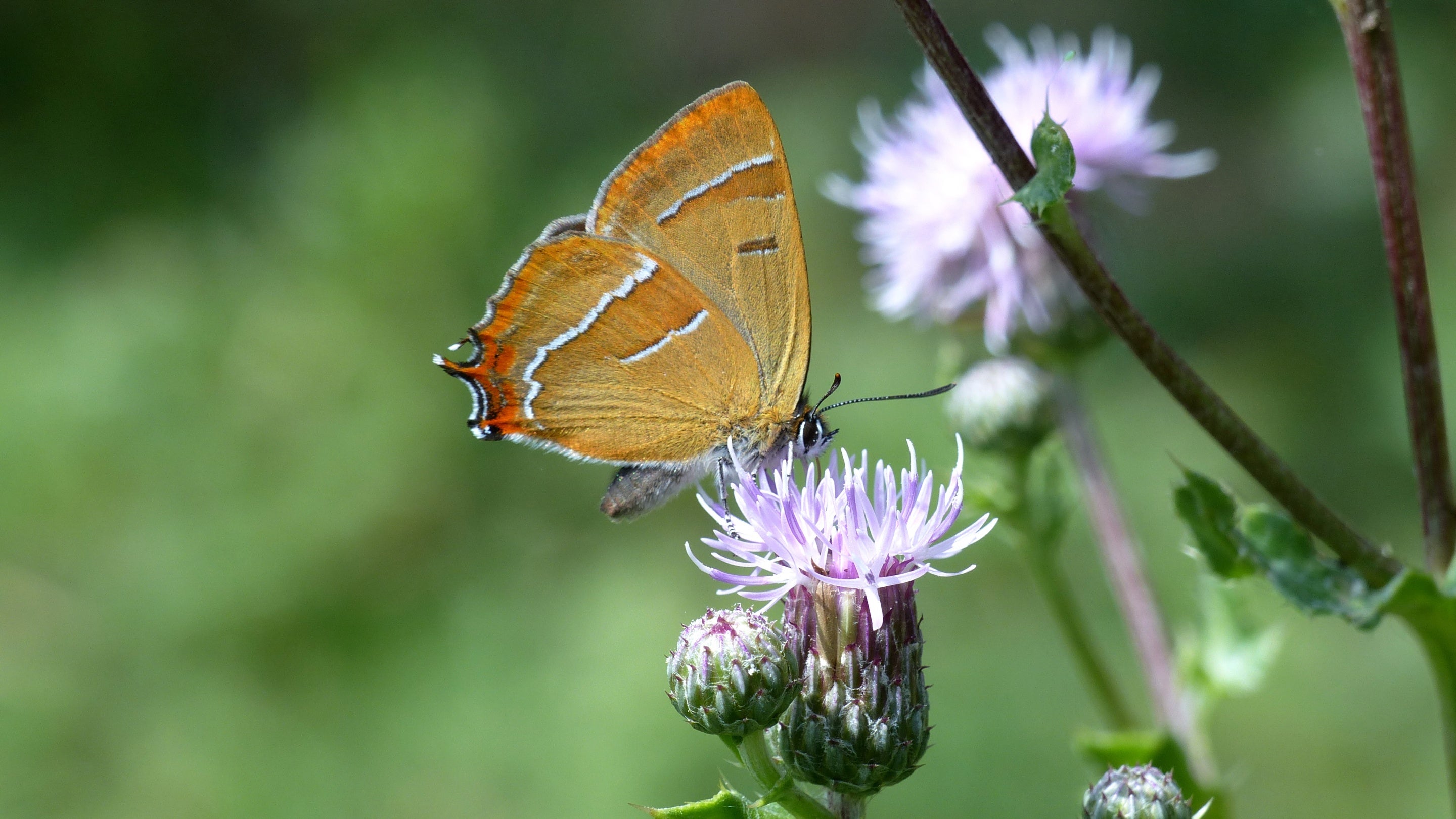 A brown hairstreak butterfly on a thistle flower