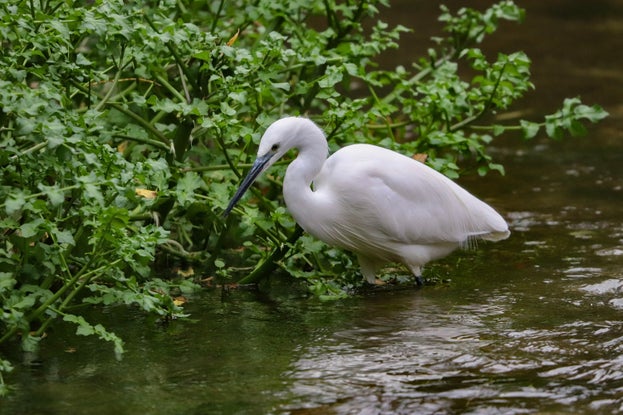 Egret at Buscot & Coleshill