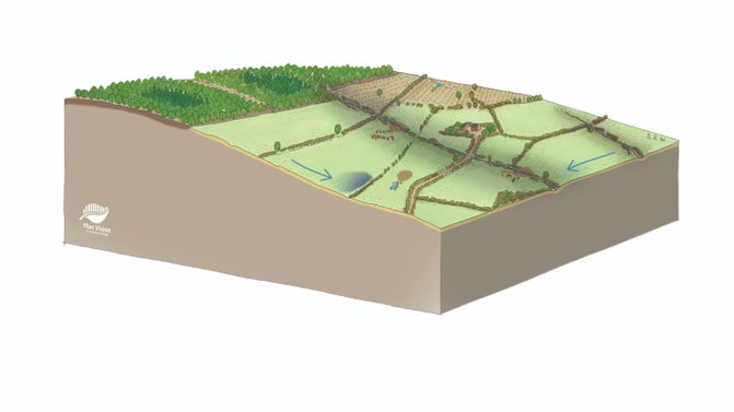 An artistic impression of the current pasture farmed landscape at Buscot and Coleshill estate