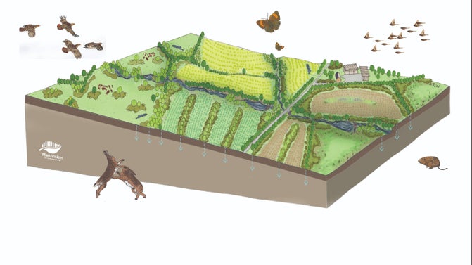 Artistic impression of future arable farmed landscape at Buscot and Coleshill estate