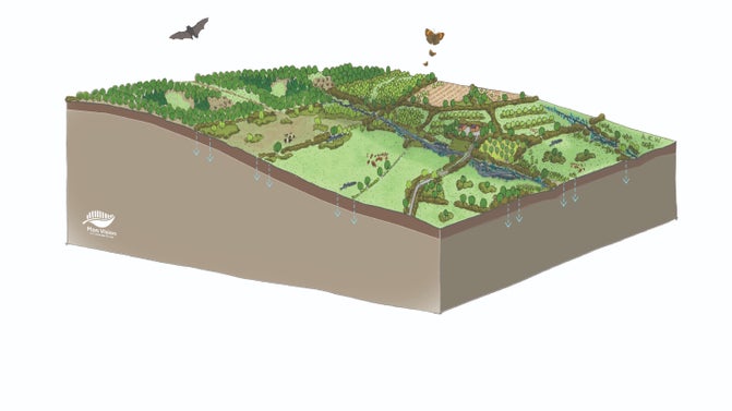 An artistic impression of the future pasture farmed landscape at Buscot and Coleshill estate