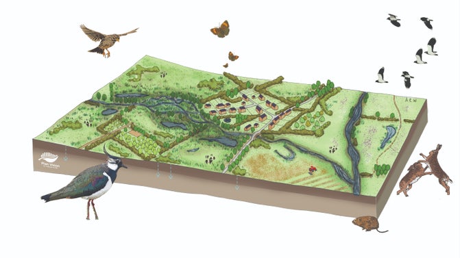 Artistic impression of future wetland and river habitats at Buscot and Coleshill estate