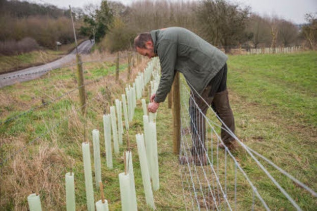 Hedge Planting at Buscot & Coleshill