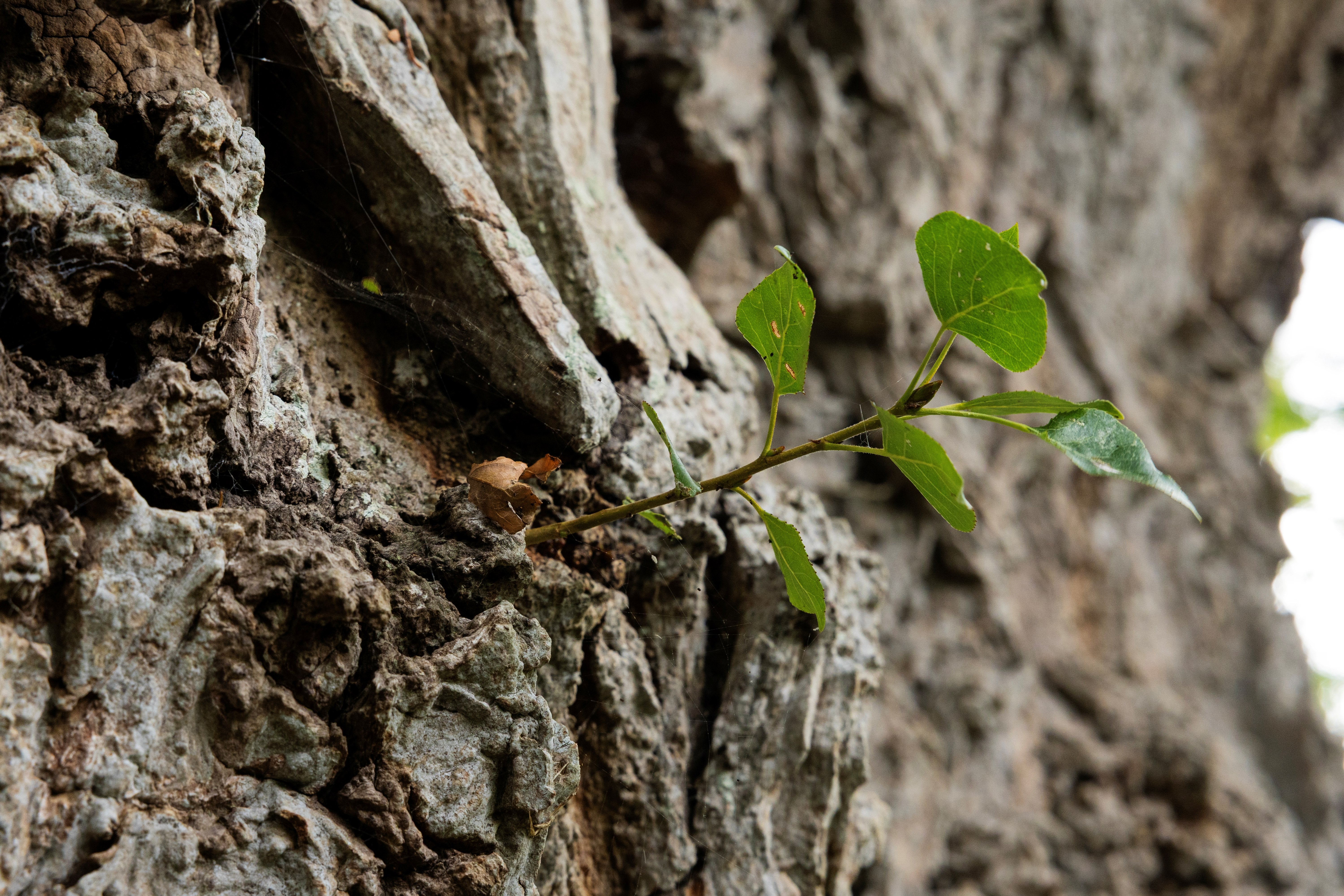 A black poplar tree